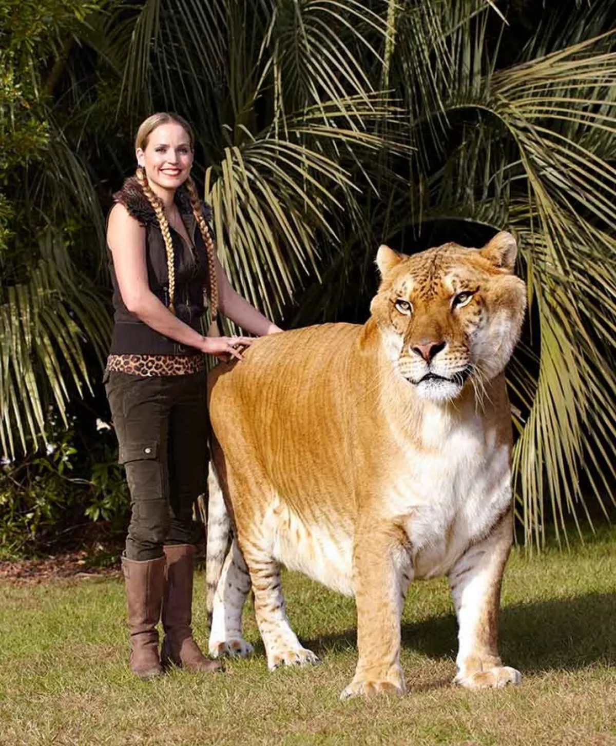 رکورد گینس/ بزرگ‌ترین گربه‌سان دنیا