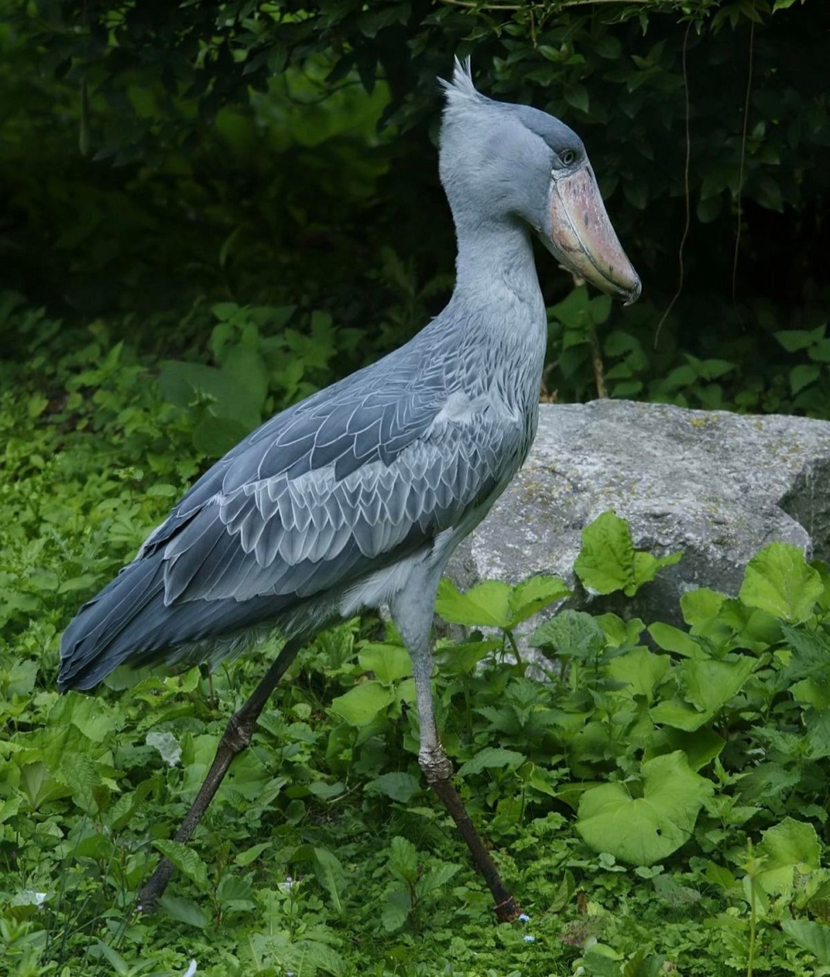 عجیب‌ترین حیوانات جهان/ لک لک نیل