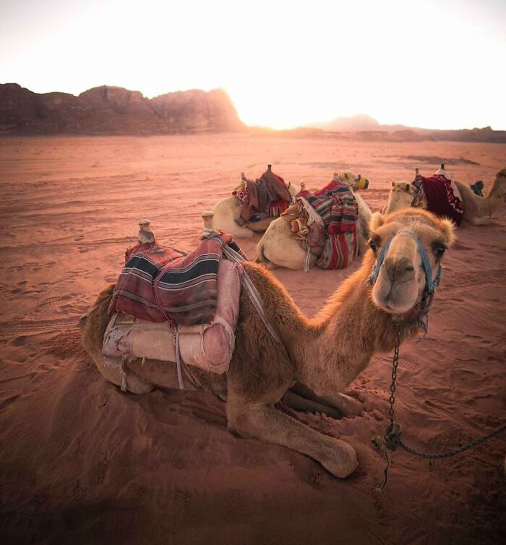 دیوید آنزیمانی / عکاس سفری