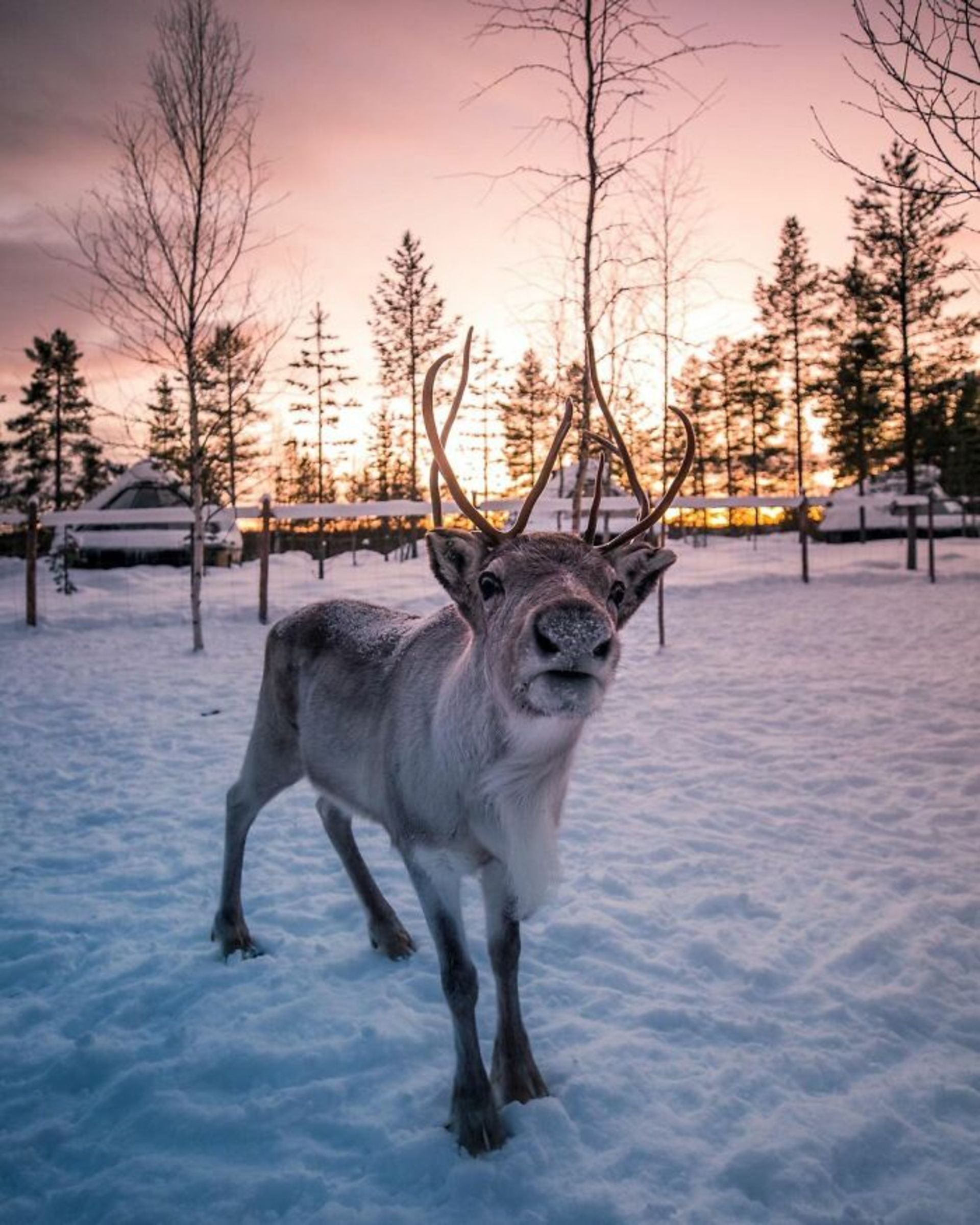 دیوید آنزیمانی / عکاس سفری