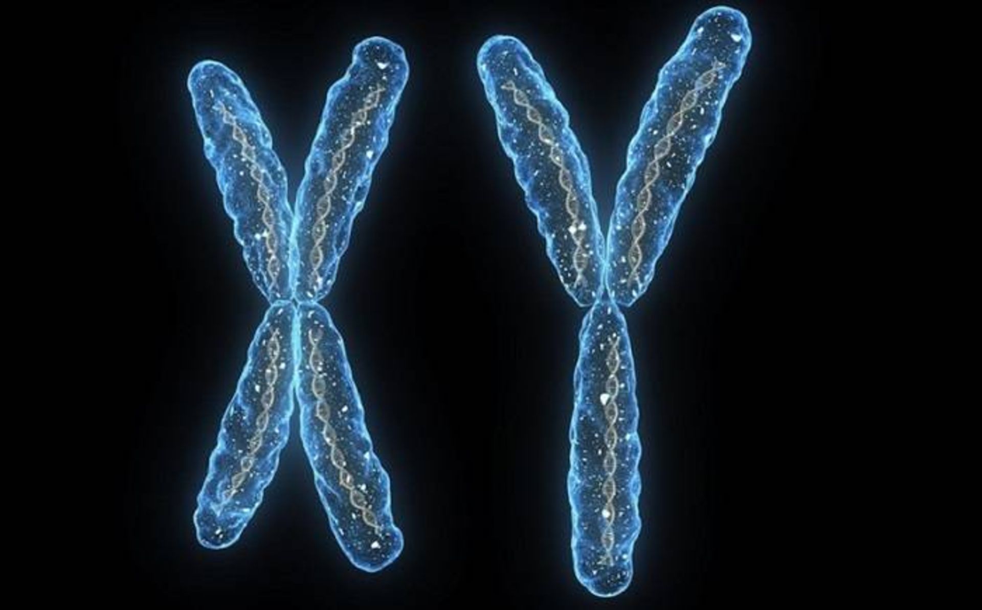 کروموزوم X و Y
