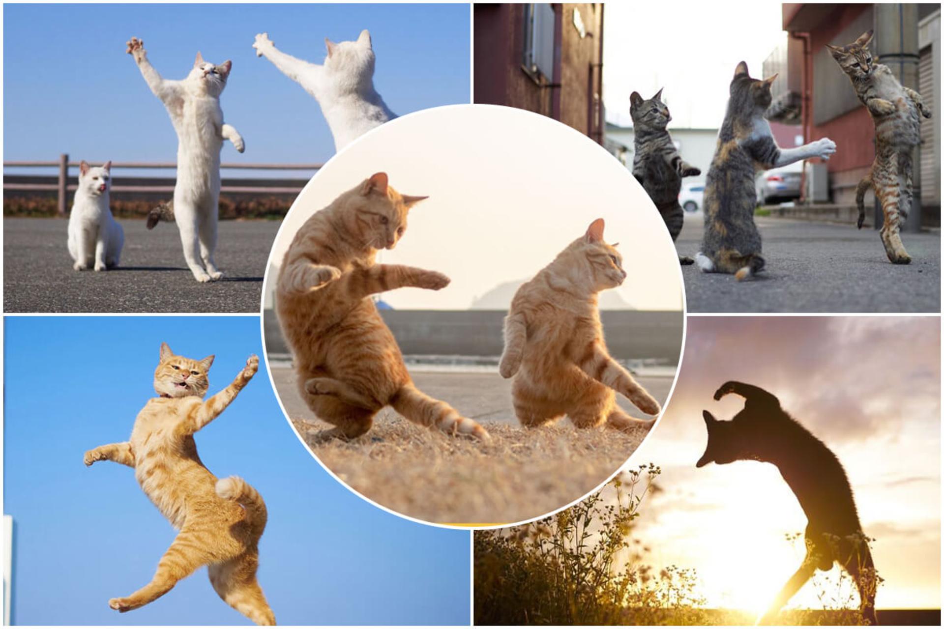 گربه رقصان؛ آشنایی با زبان بدن گربه‌ها
