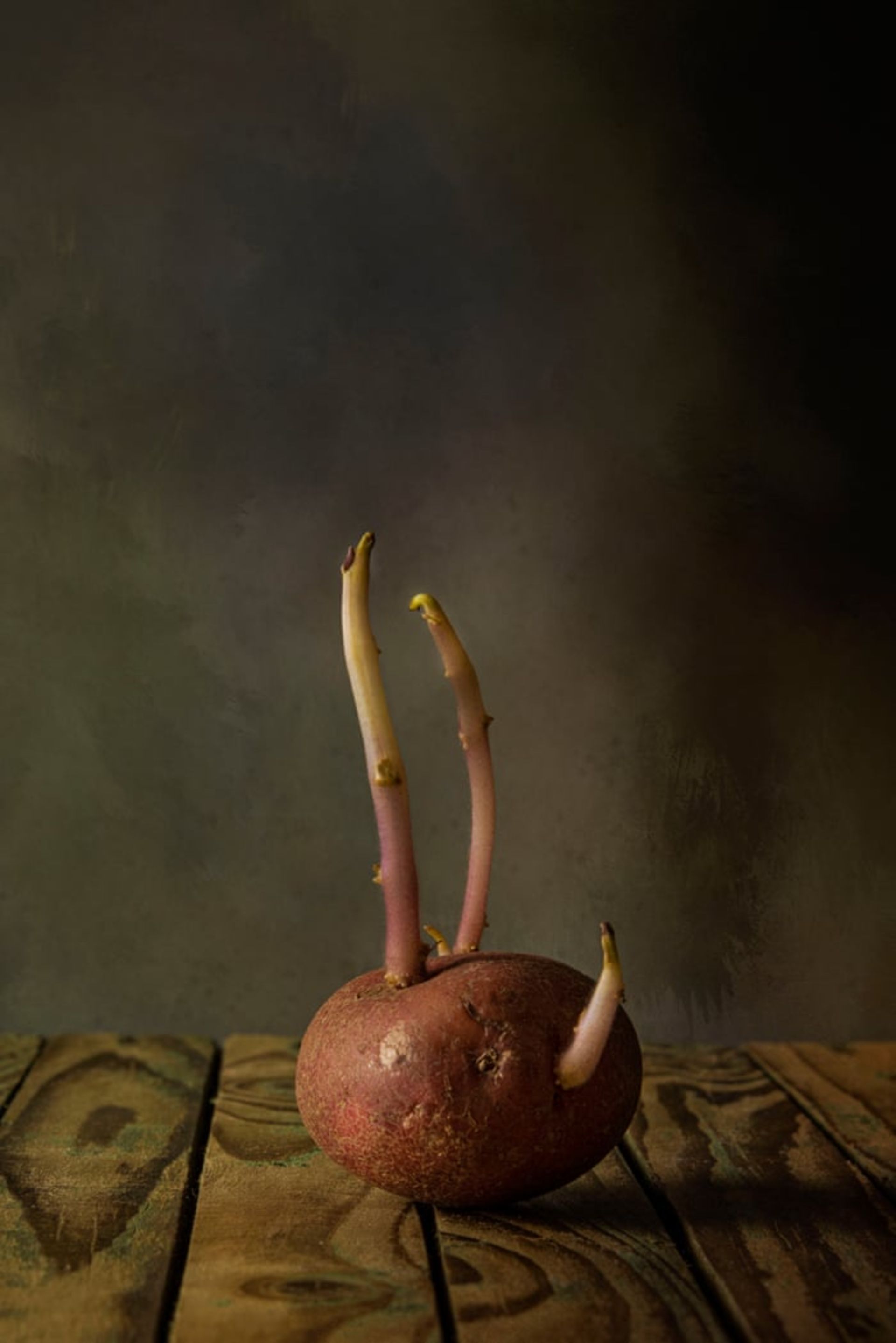 عکاسی با سوژه سیب‌زمینی ۲۰۲۱