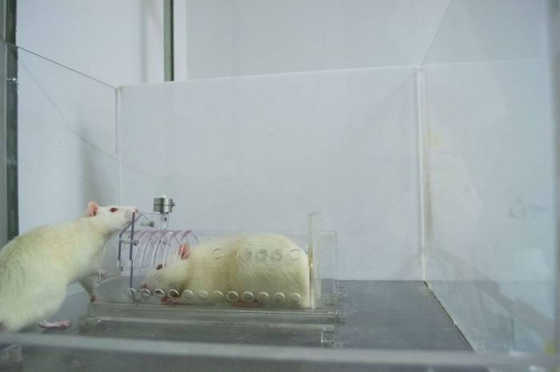 آزمایش همدلی در موش ها