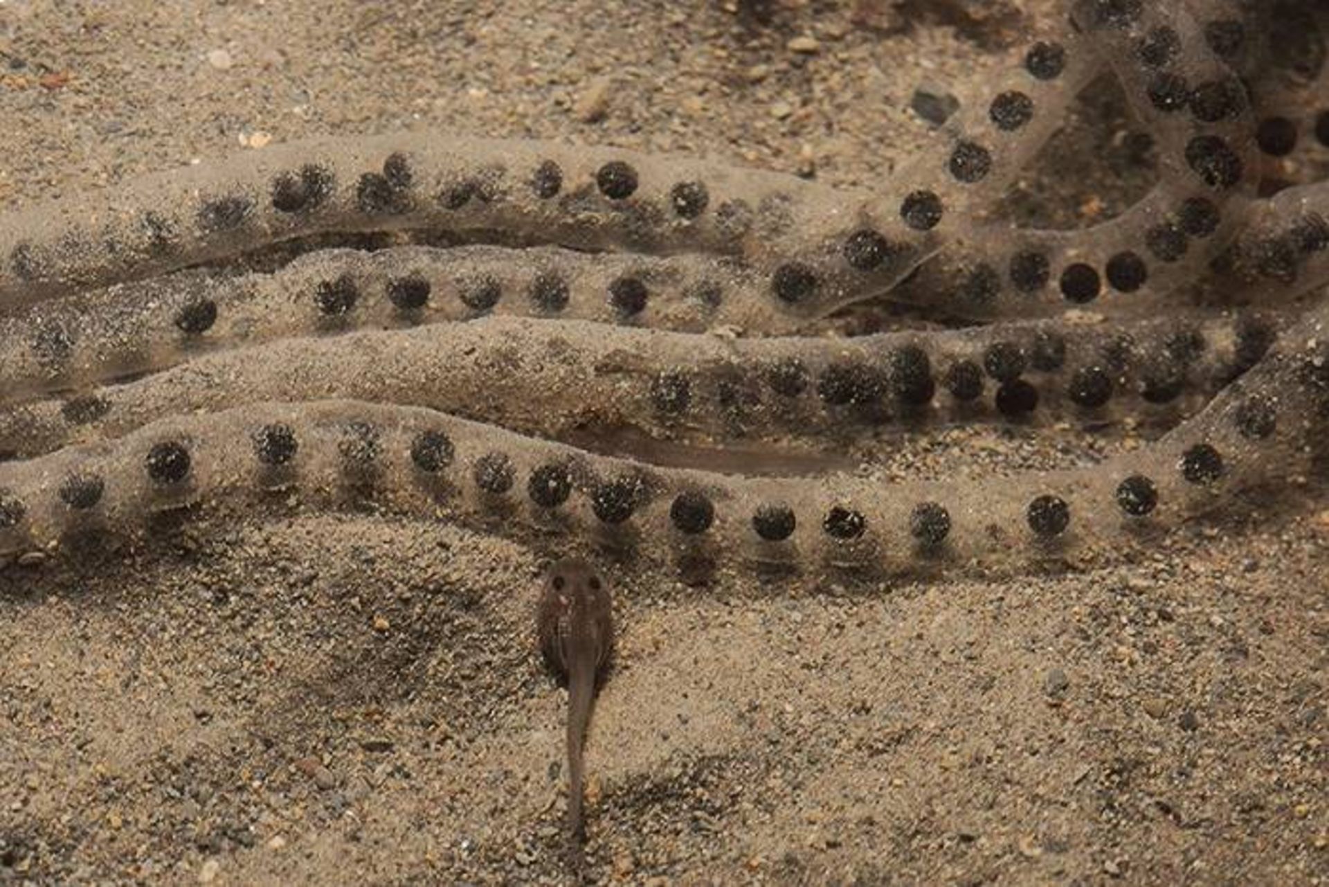 بچه وزغ هم نوع خوار / cannibalism in tadpoles