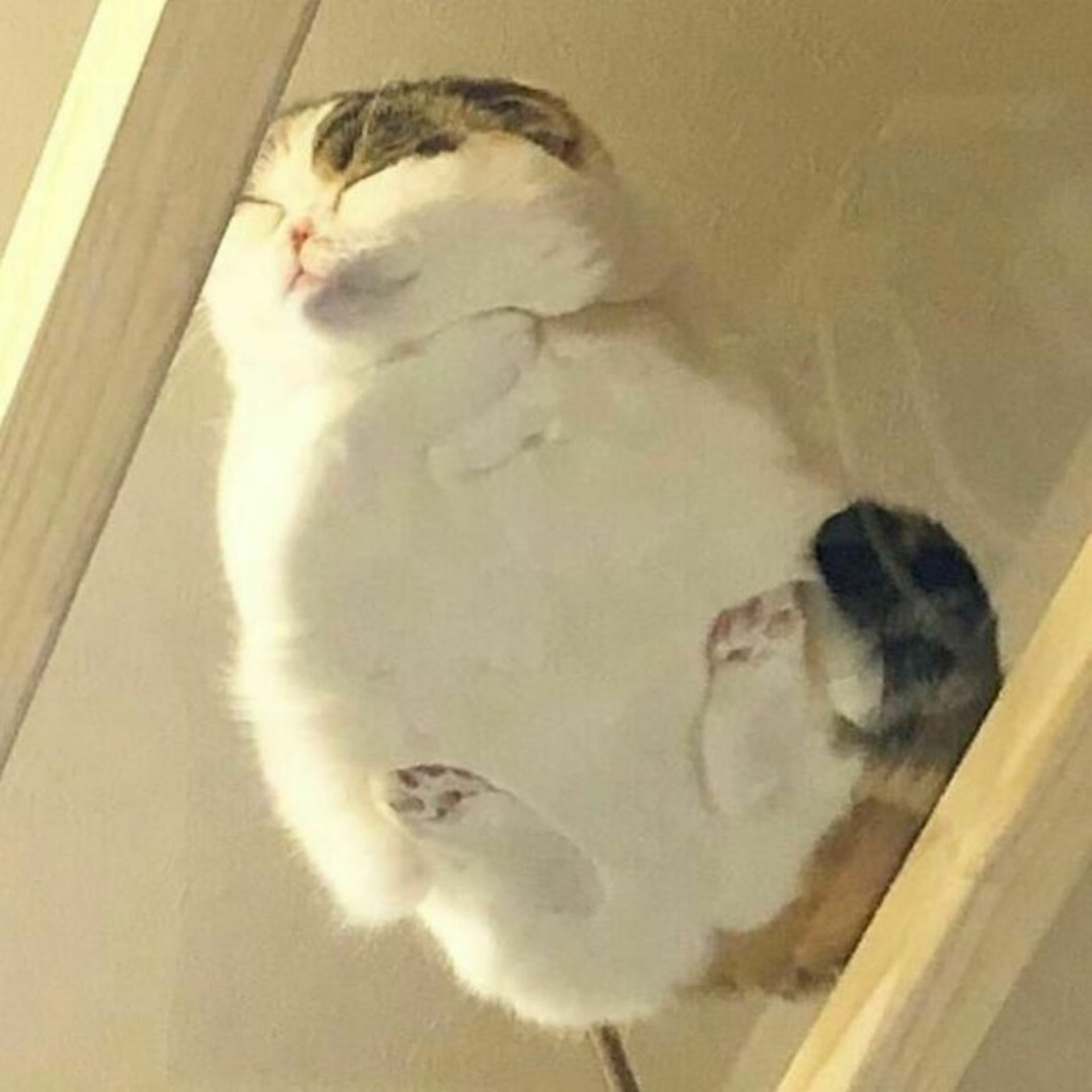 حیوانات بامزه