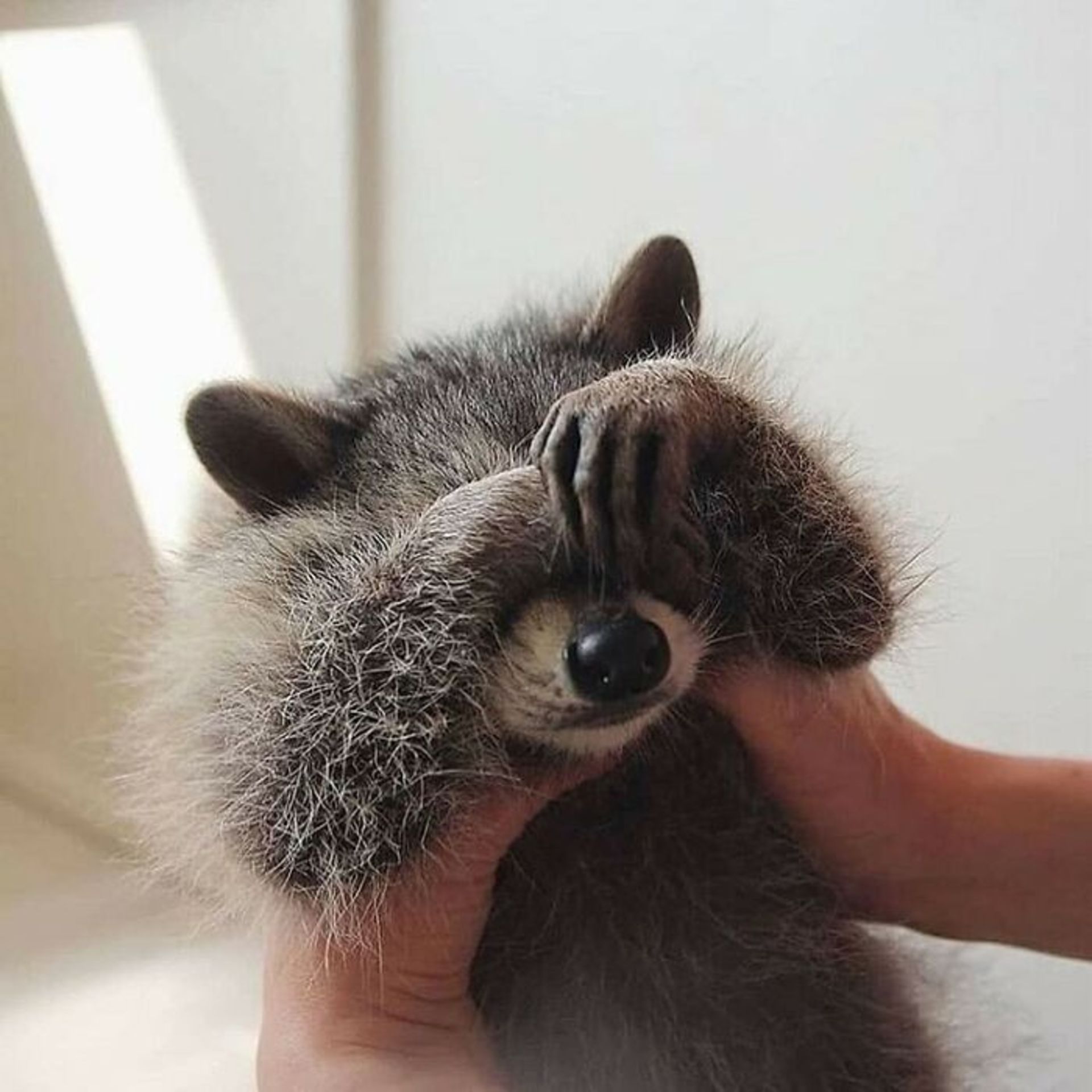 حیوانات بامزه