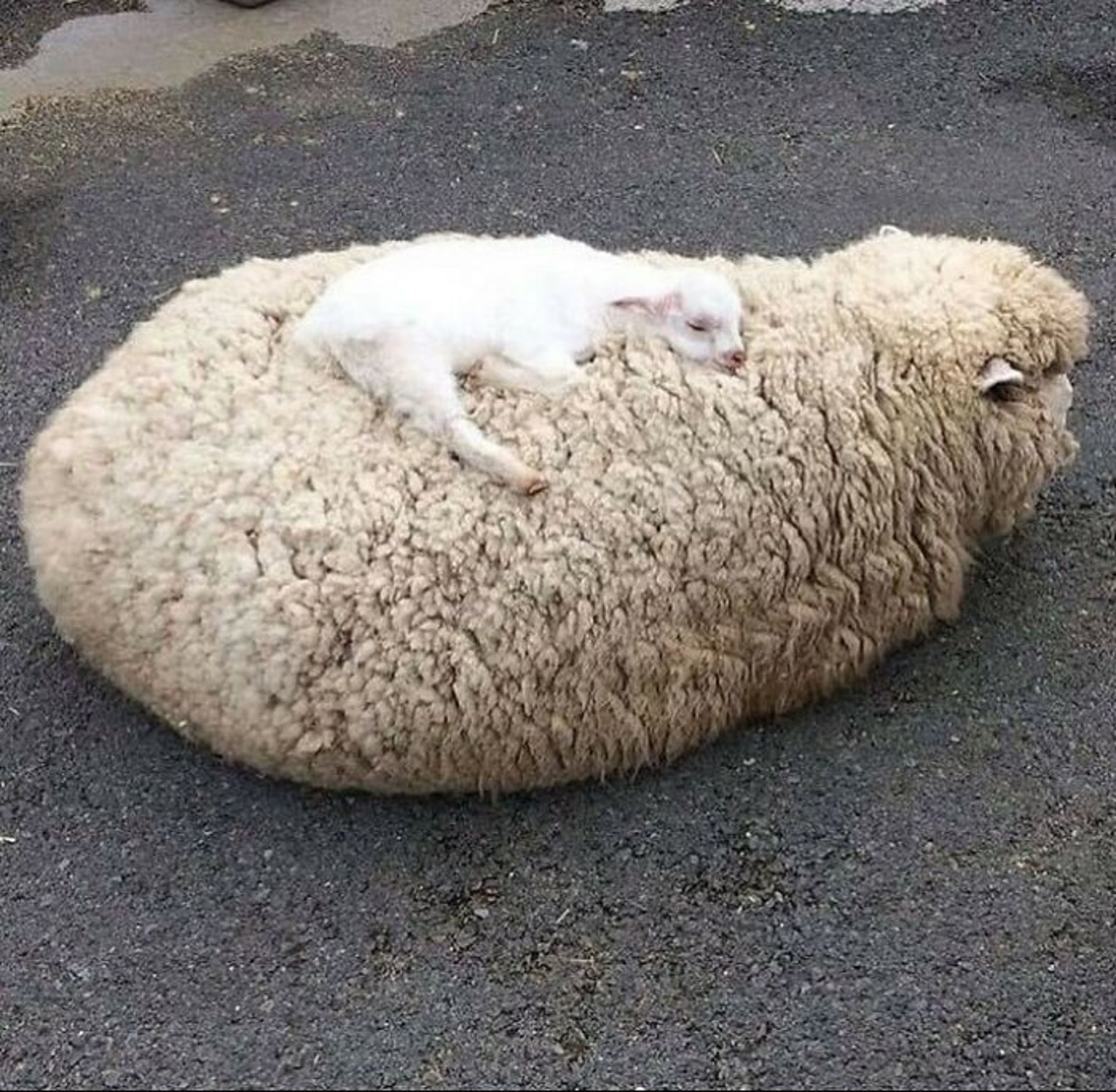 حیوانات بامزه