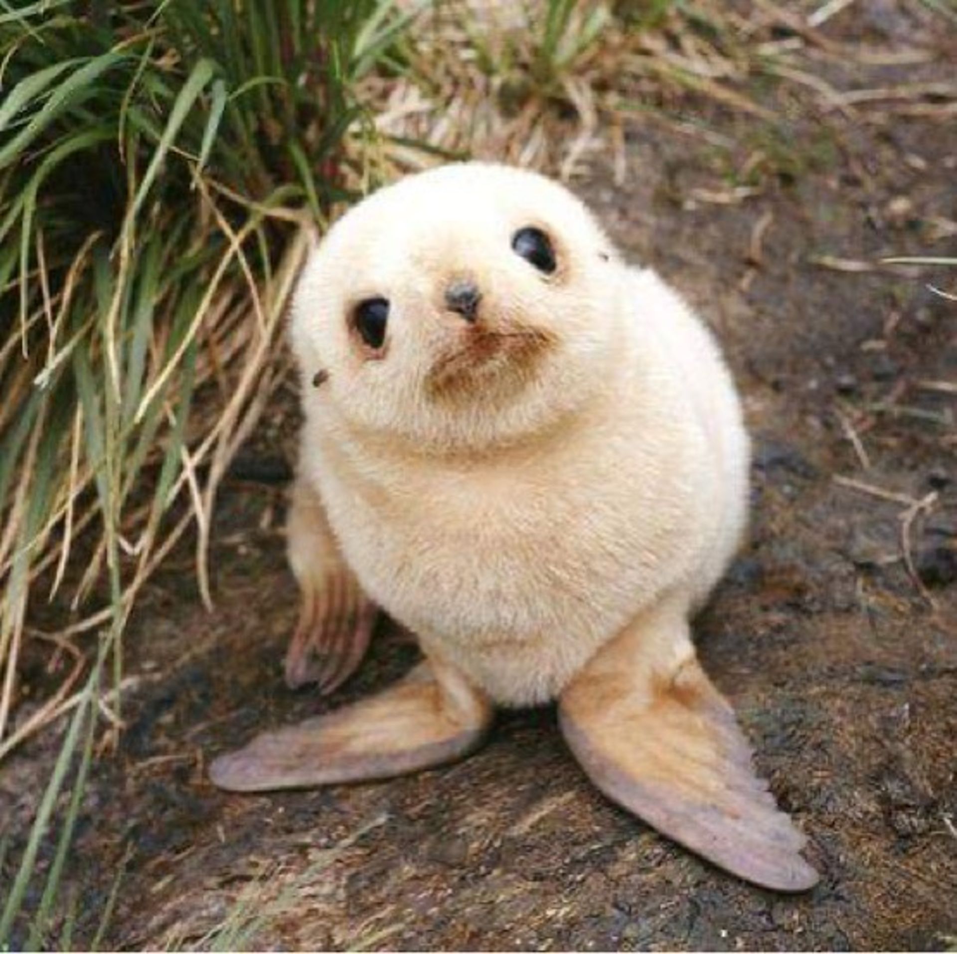 حیوانات بامزه