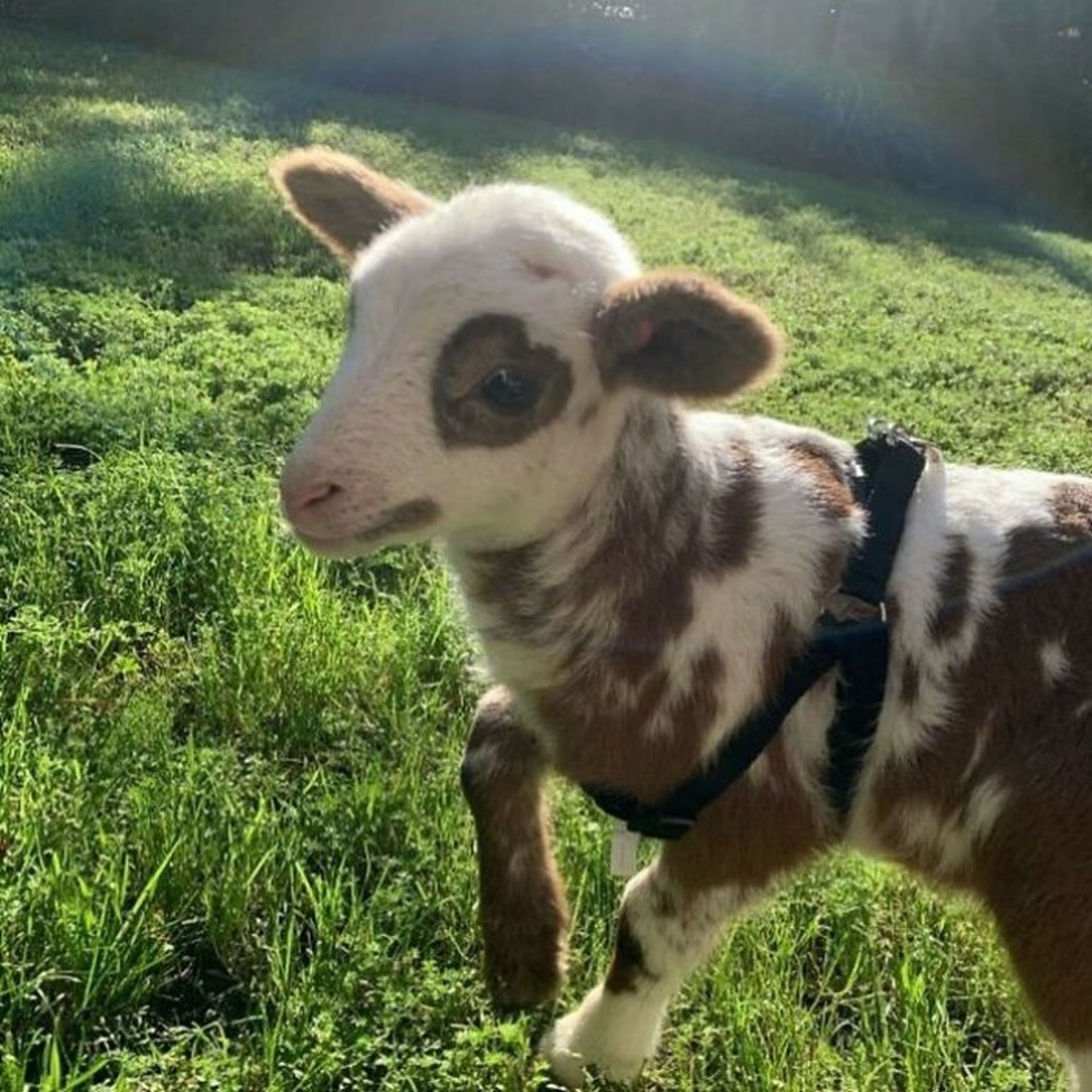 حیوانات بامزه