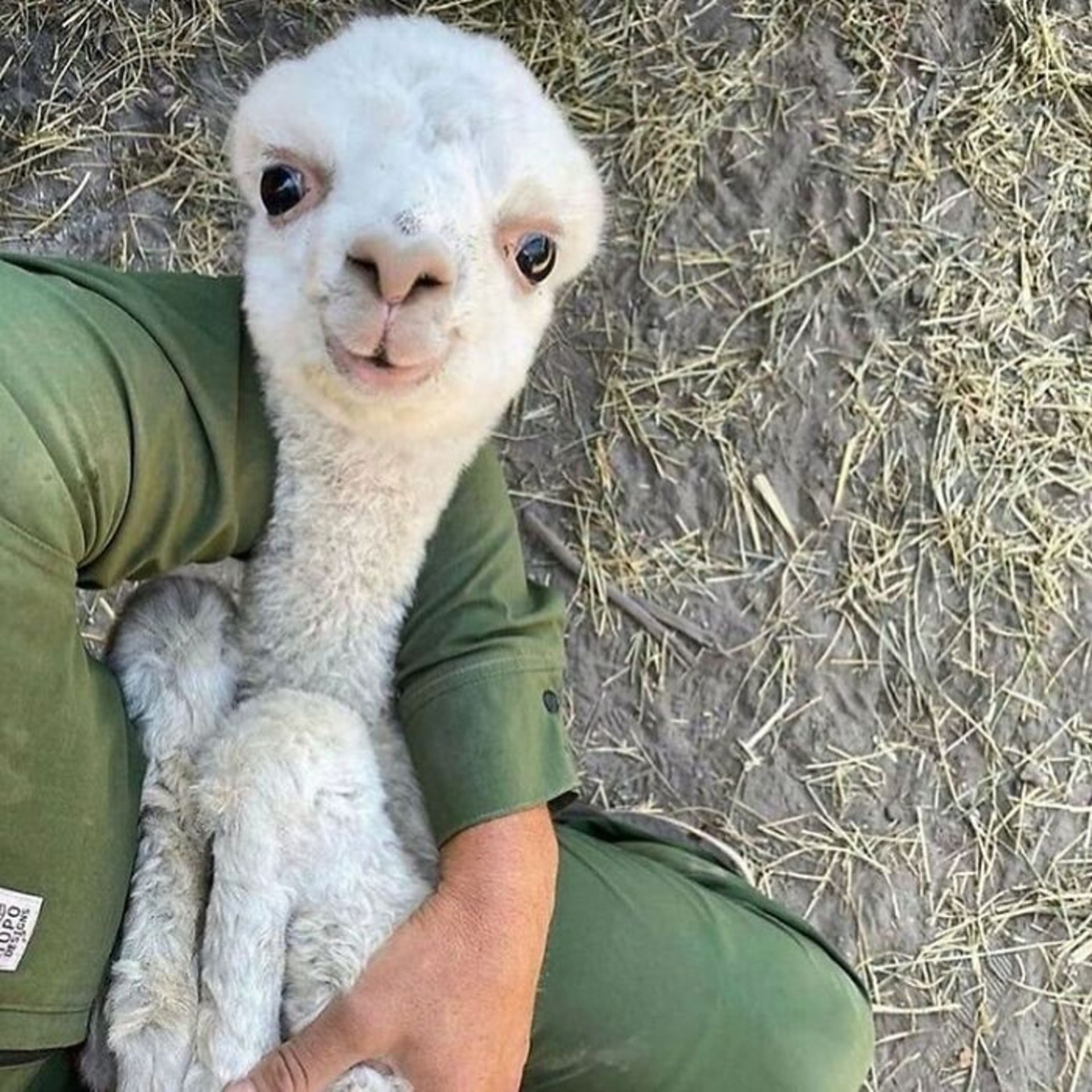 حیوانات بامزه