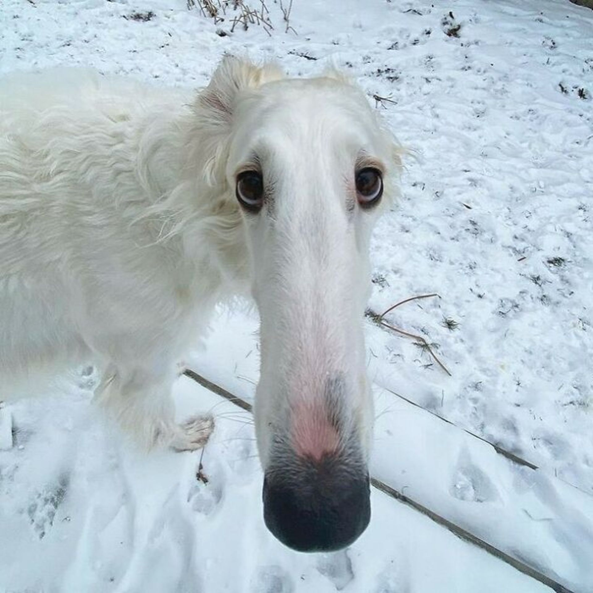 حیوانات بامزه