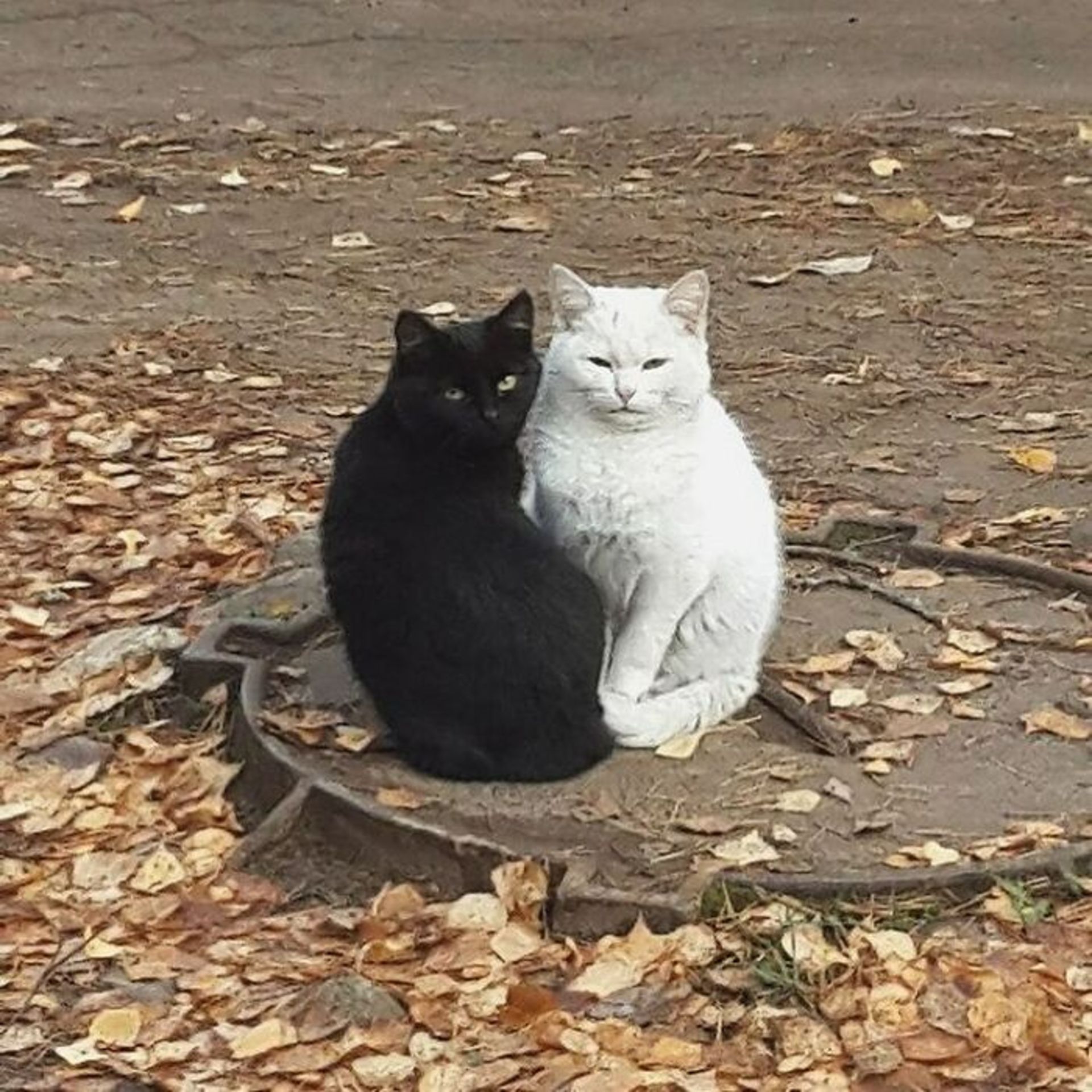 حیوانات بامزه