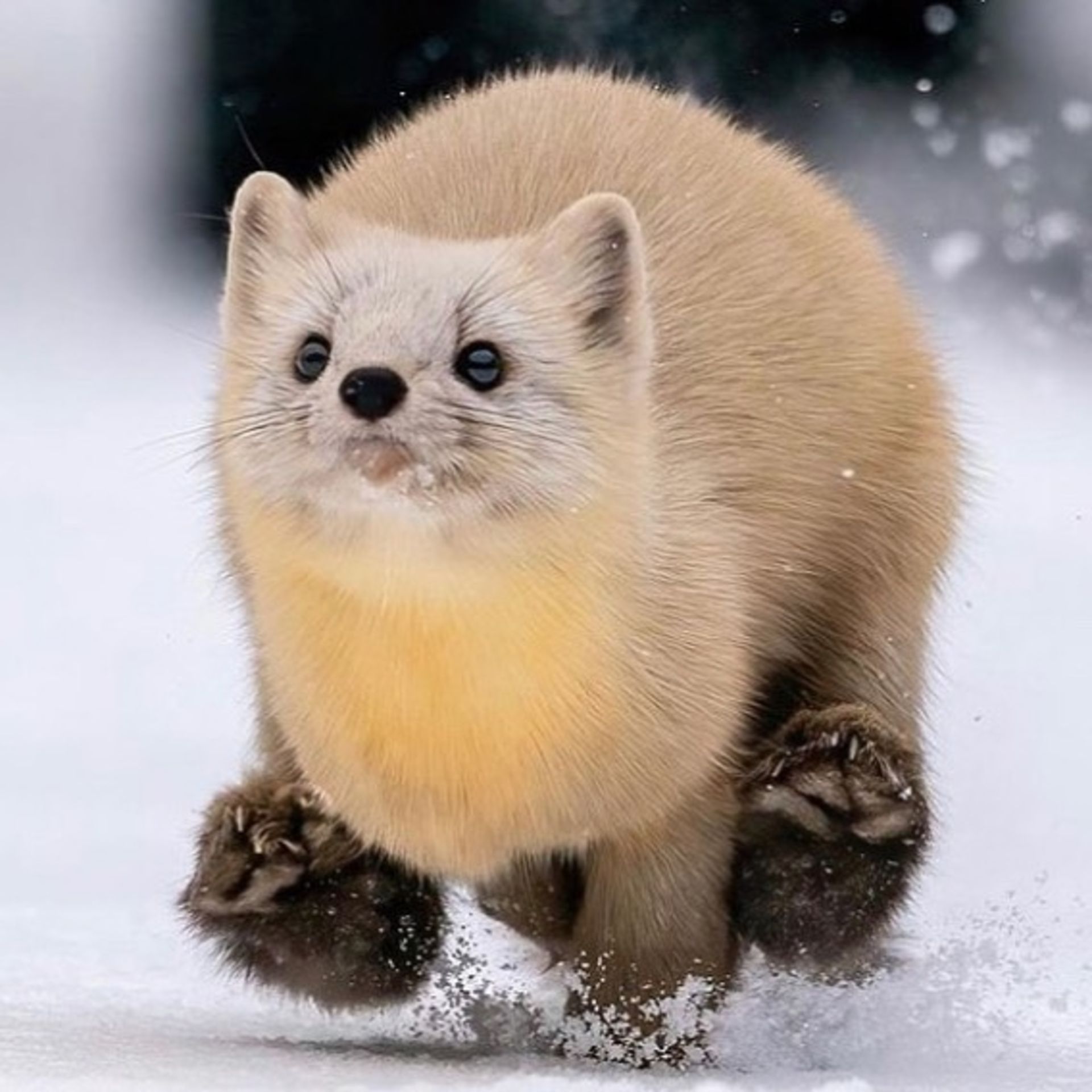 حیوانات بامزه