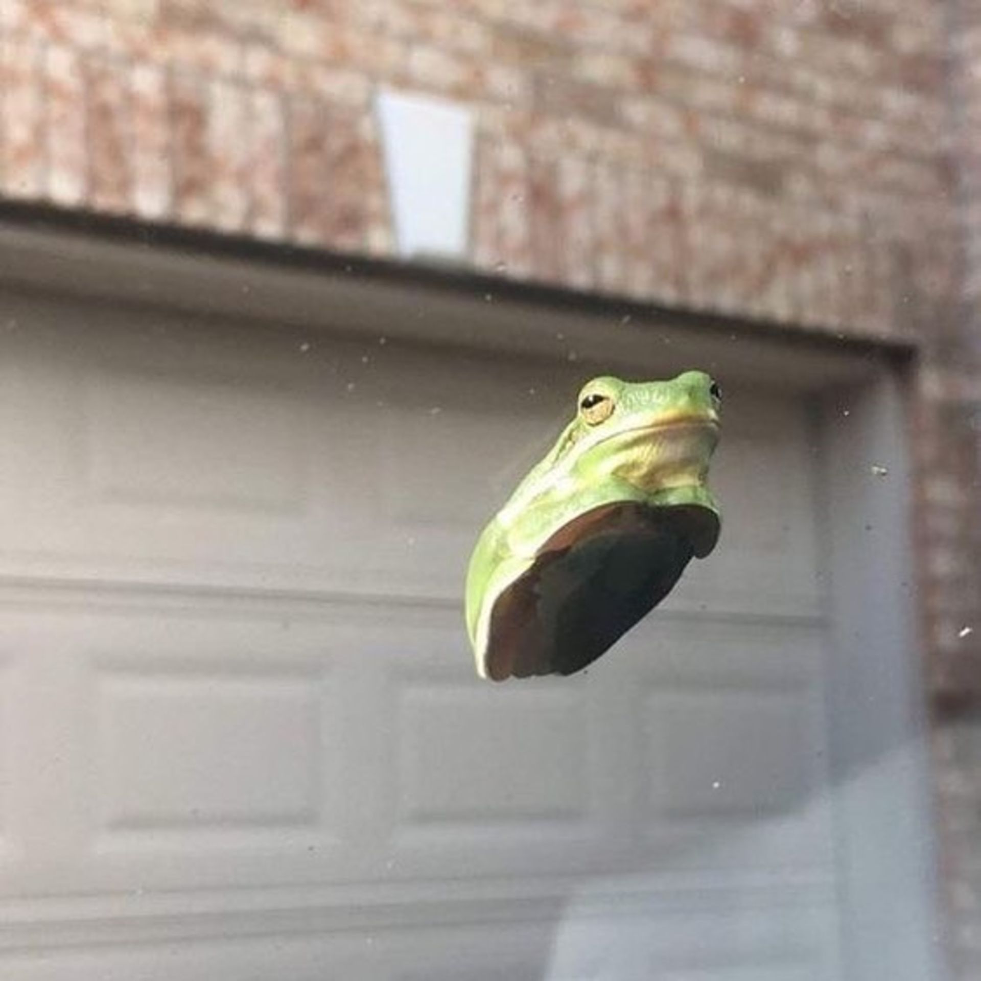 حیوانات بامزه