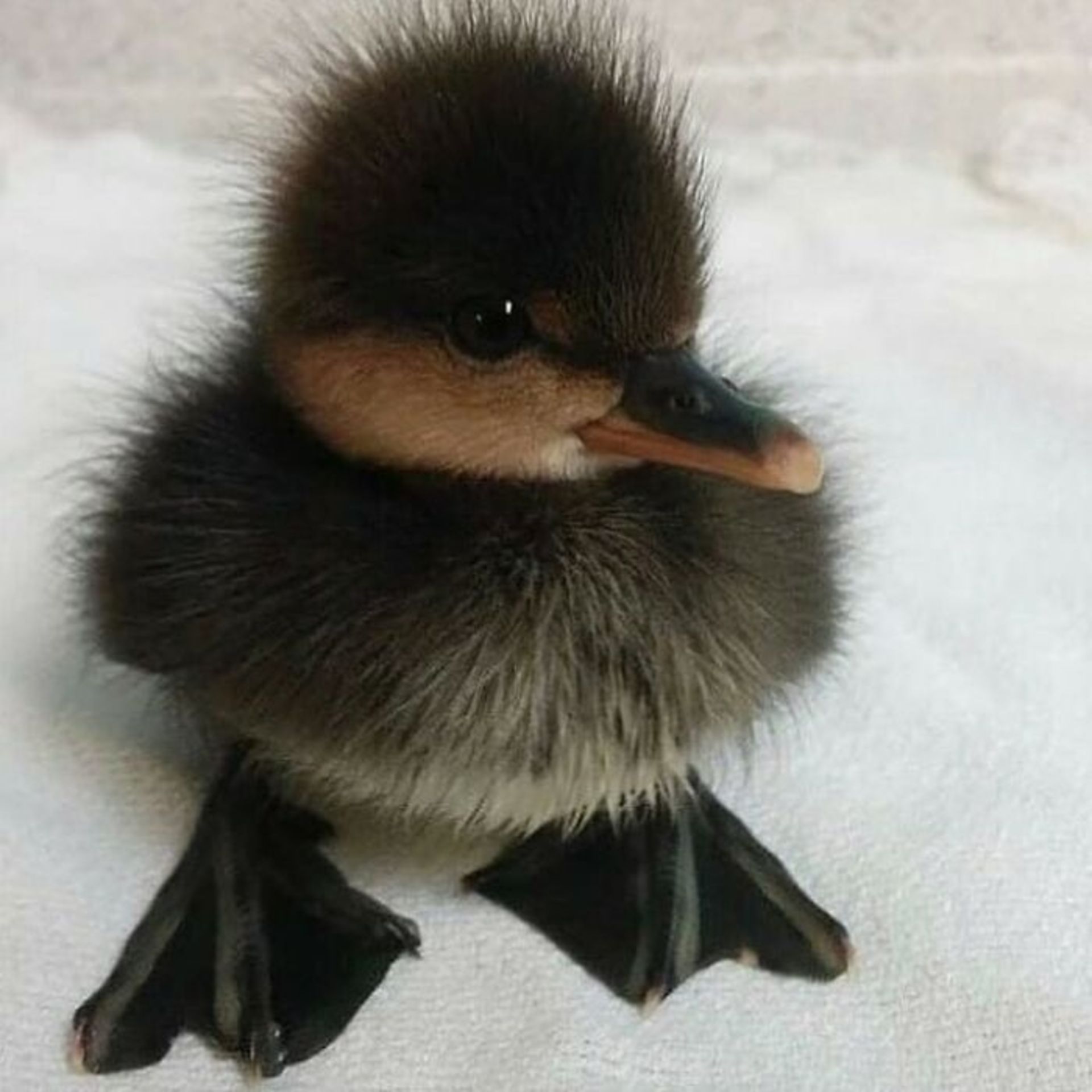 حیوانات بامزه