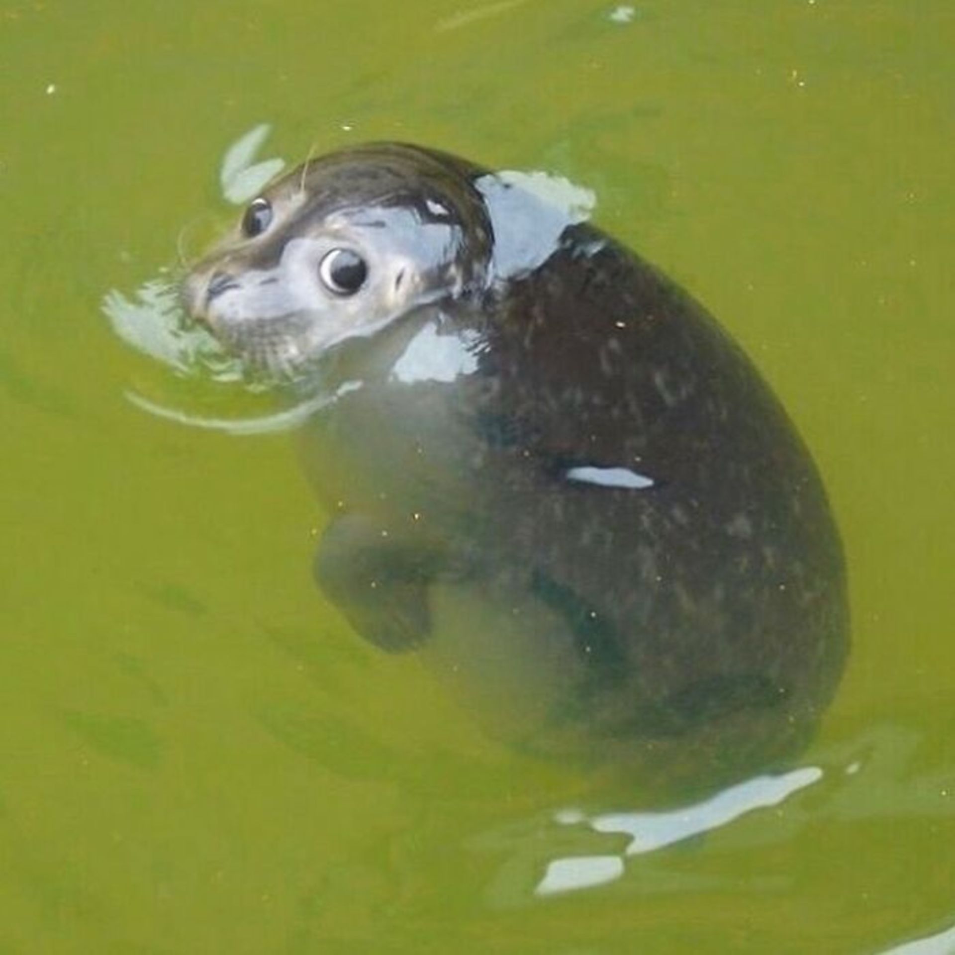 حیوانات بامزه