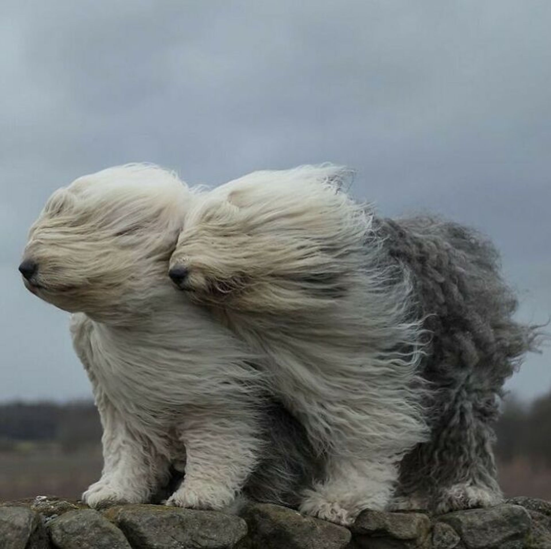 حیوانات بامزه