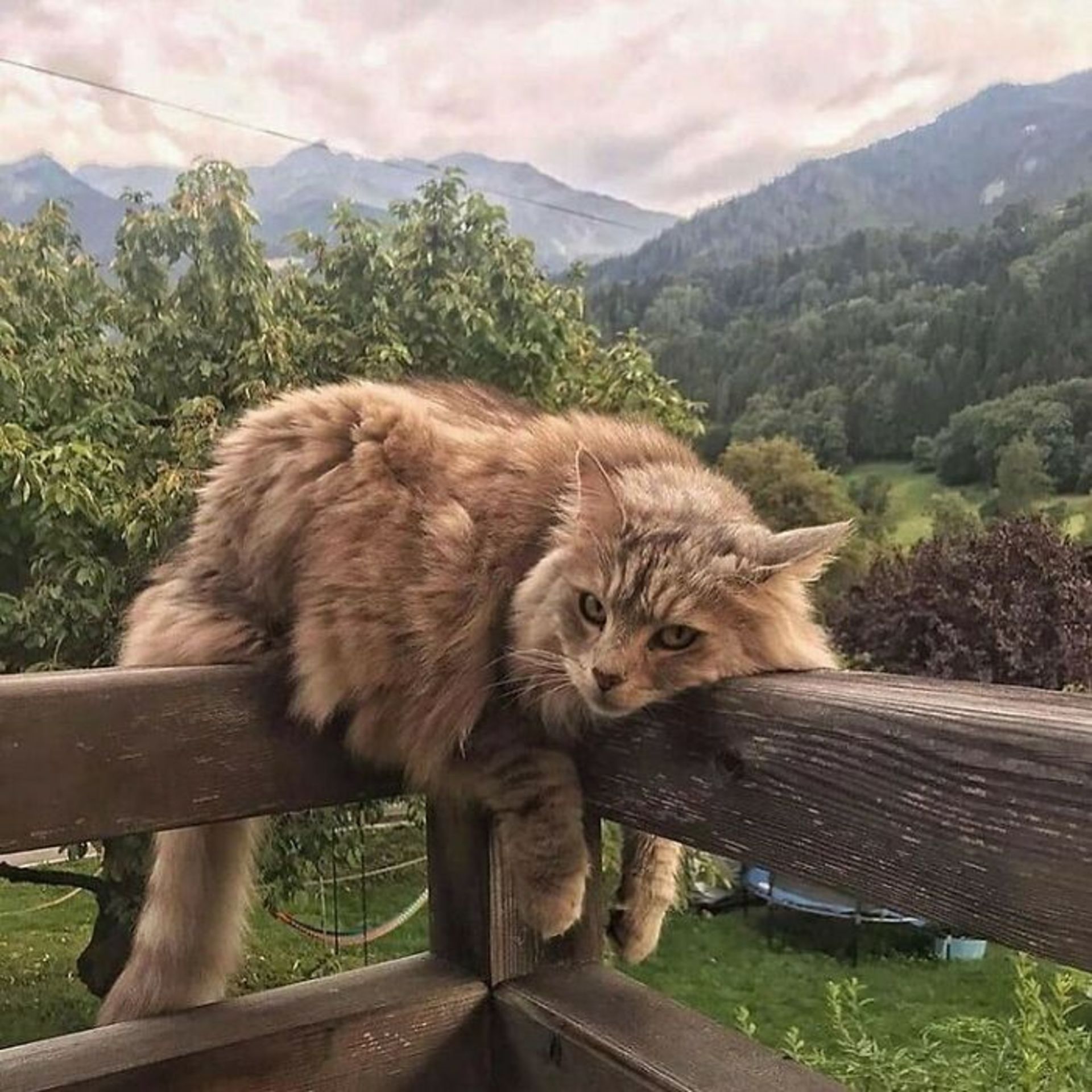 حیوانات بامزه