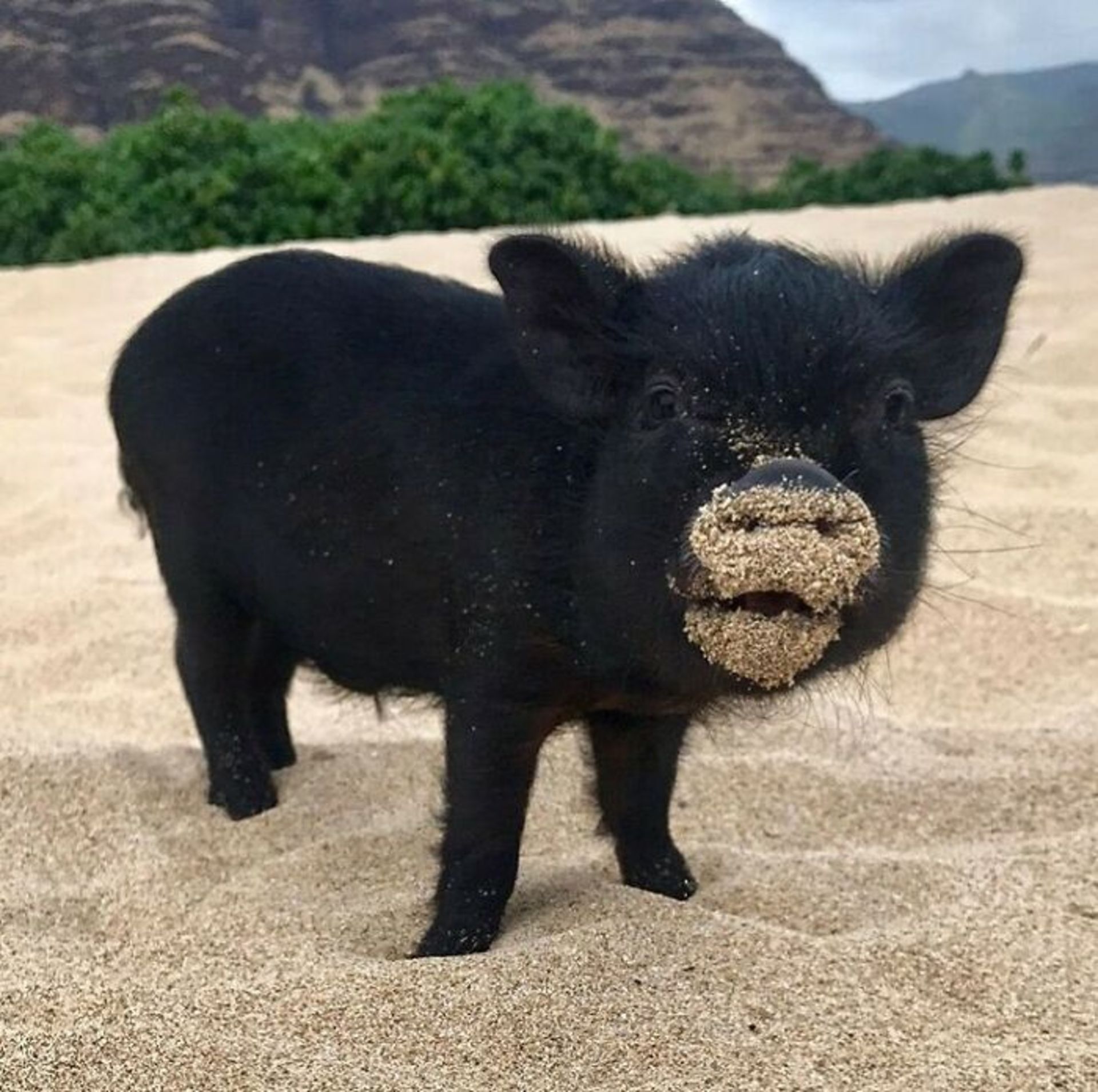 حیوانات بامزه