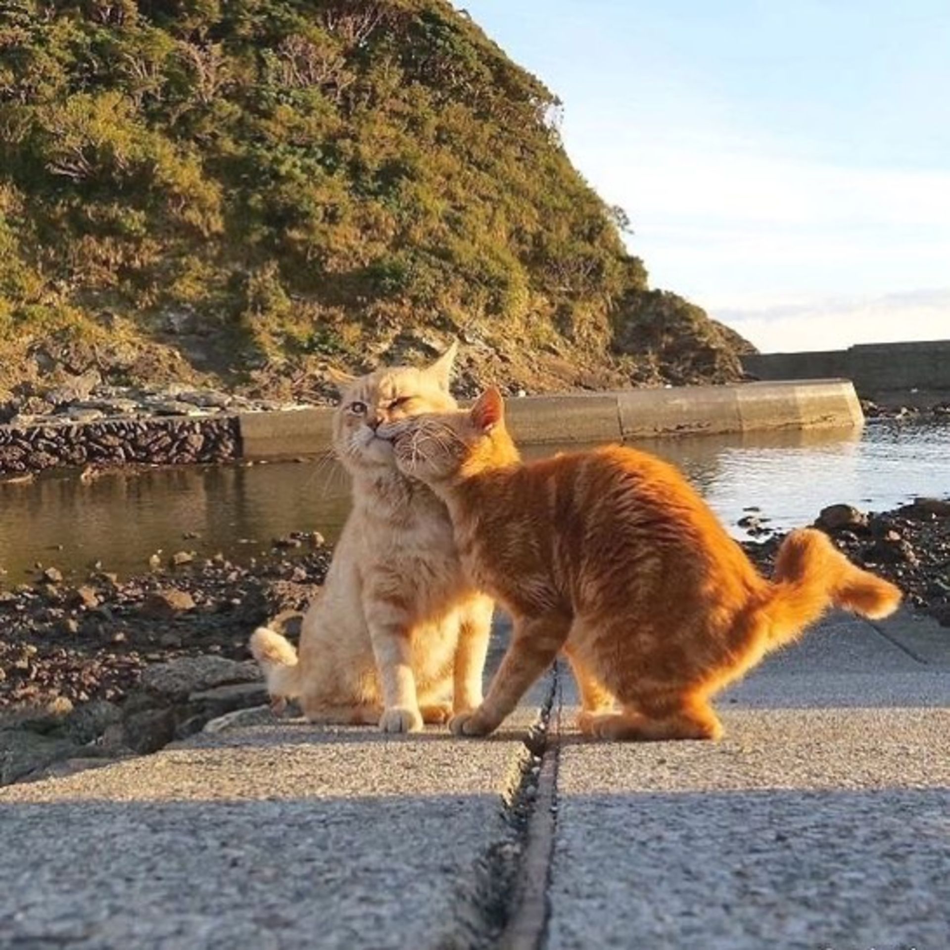 حیوانات بامزه