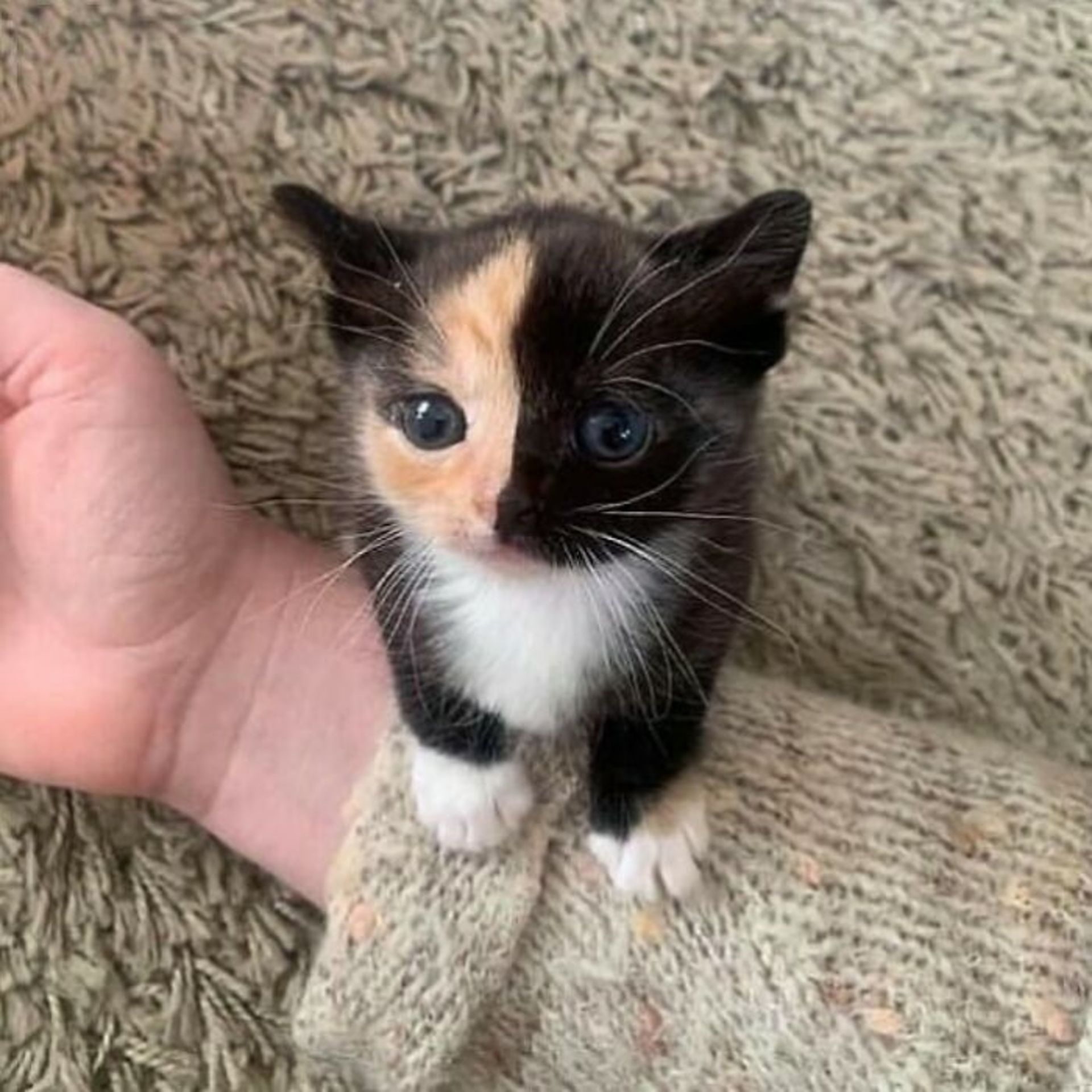 حیوانات بامزه