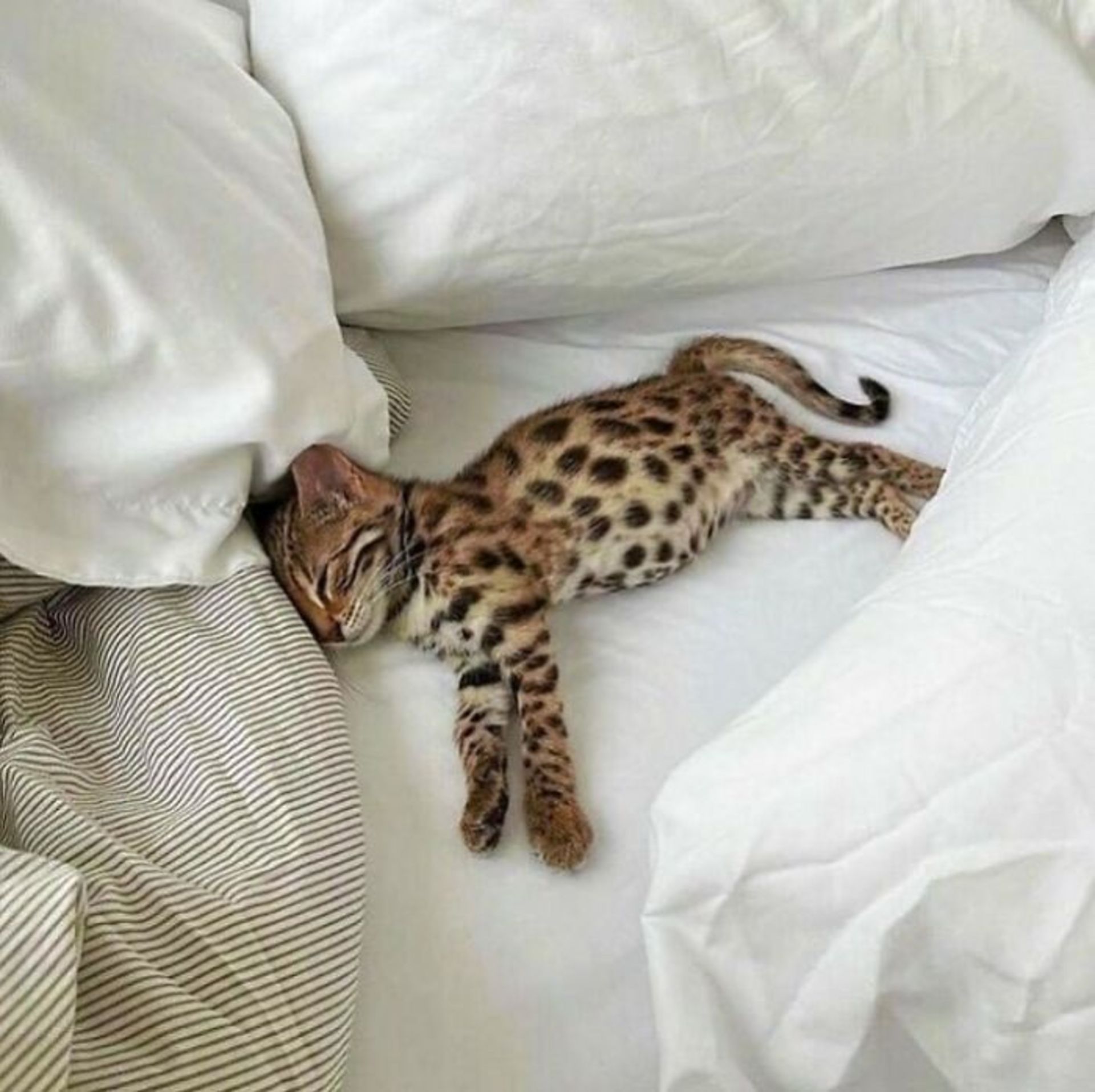 حیوانات بامزه