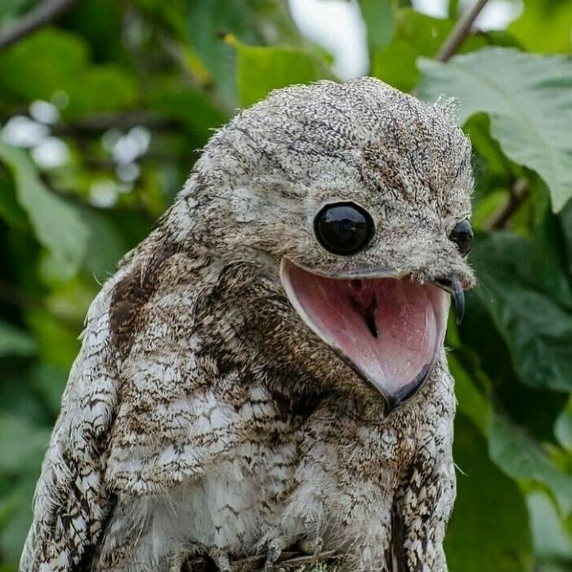 حیوانات بامزه