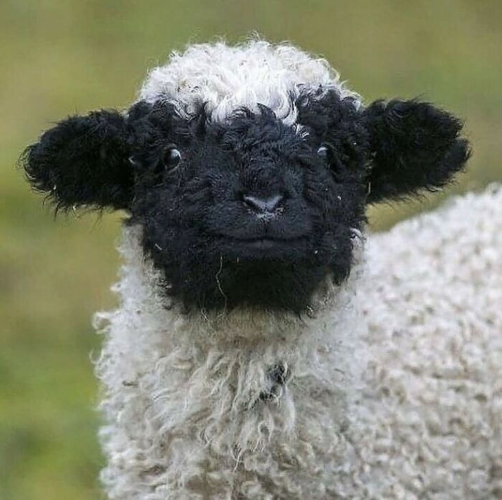 حیوانات بامزه