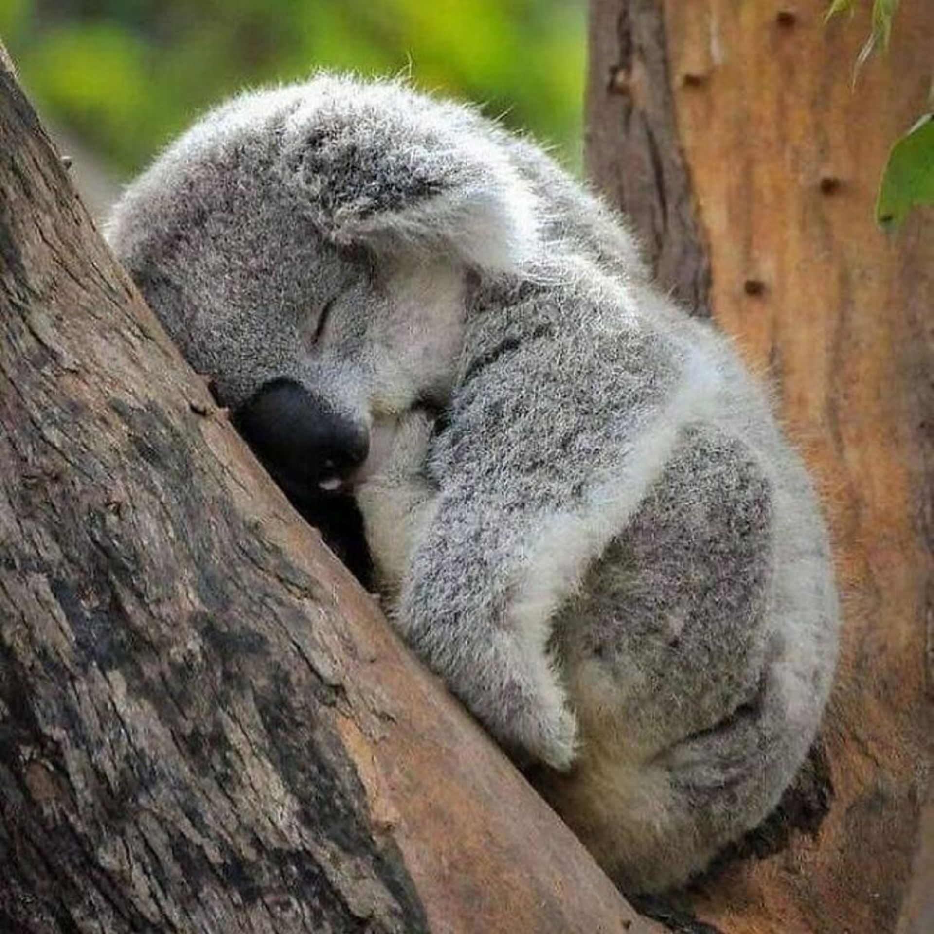 حیوانات بامزه