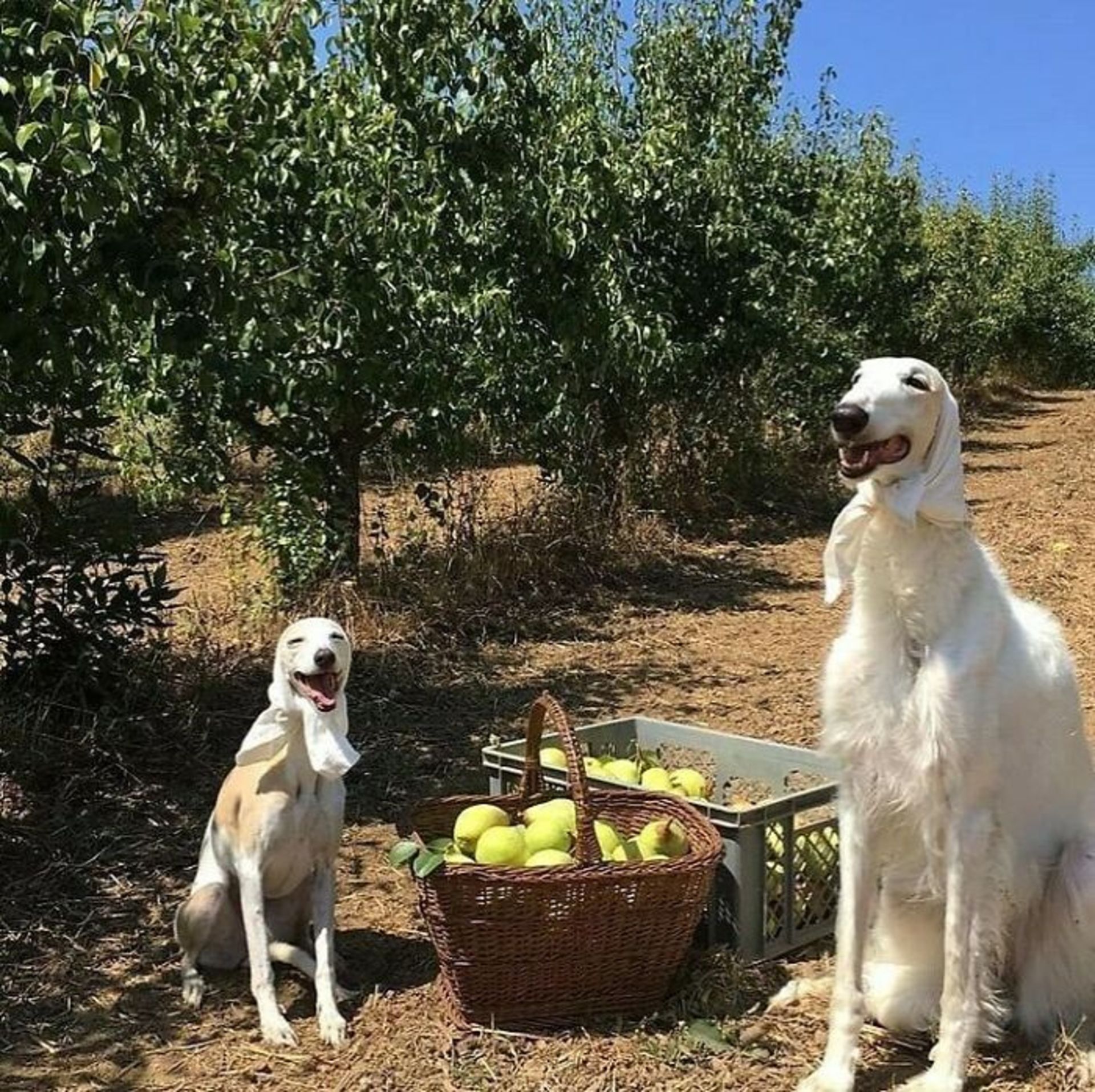 حیوانات بامزه