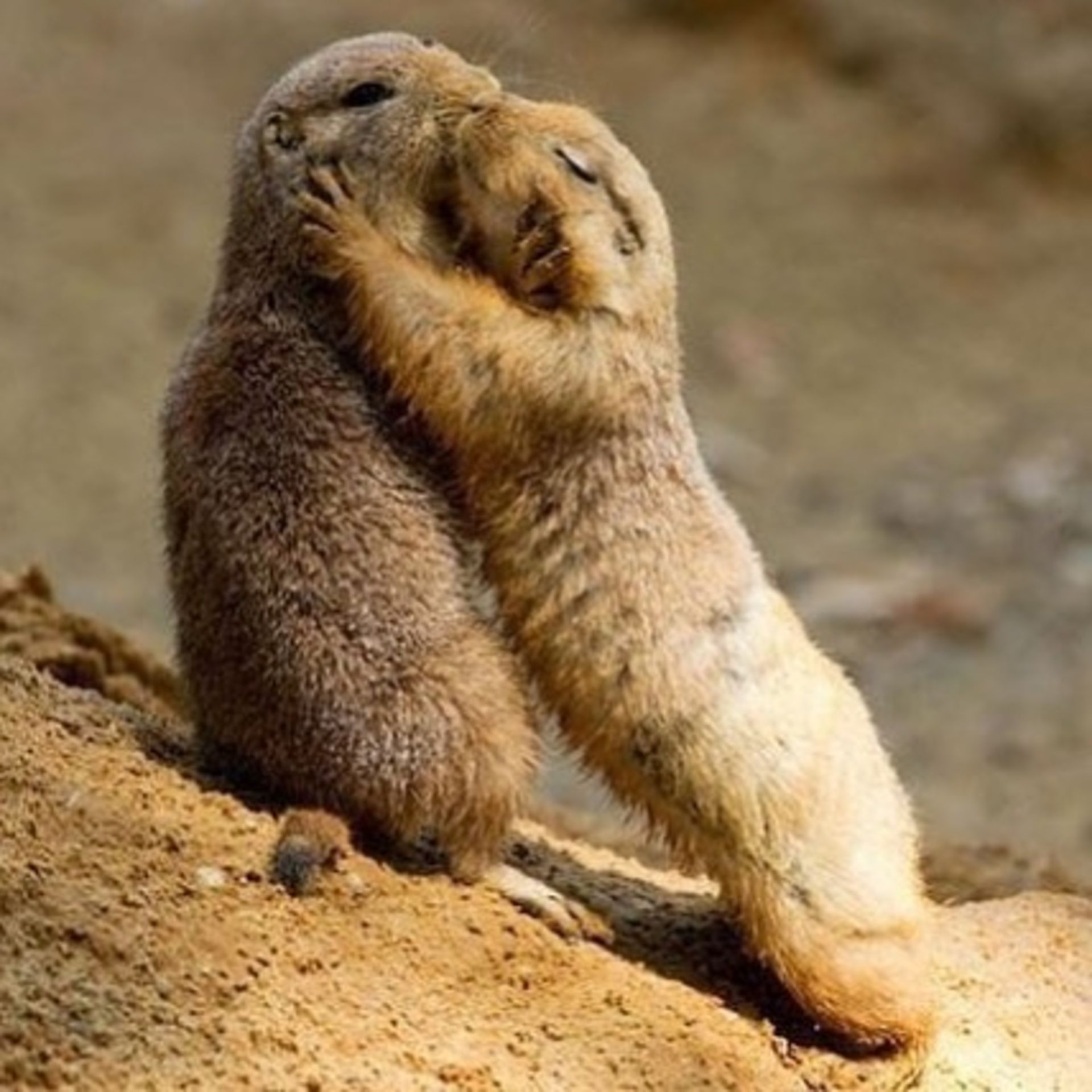 حیوانات بامزه