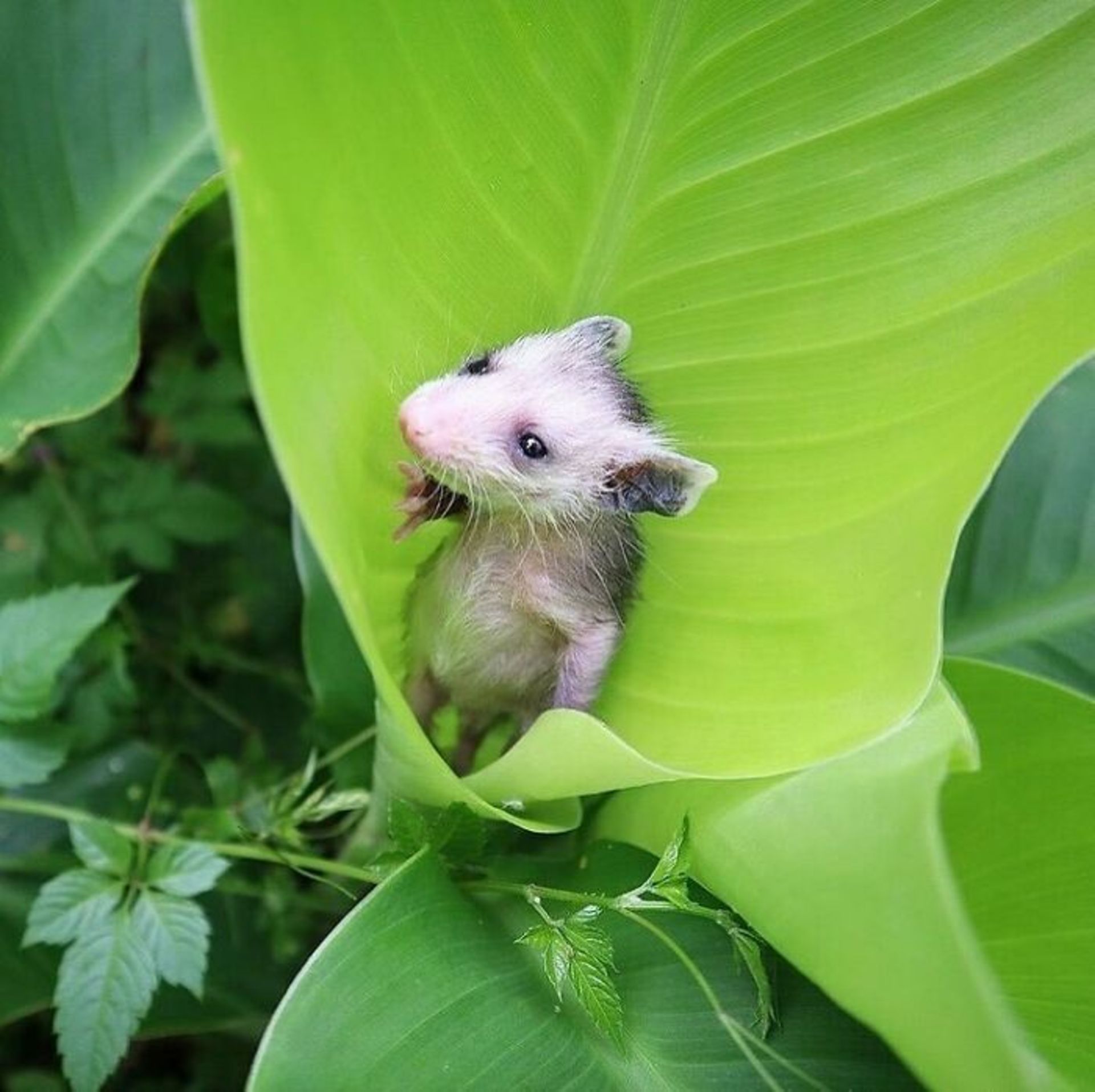 حیوانات بامزه