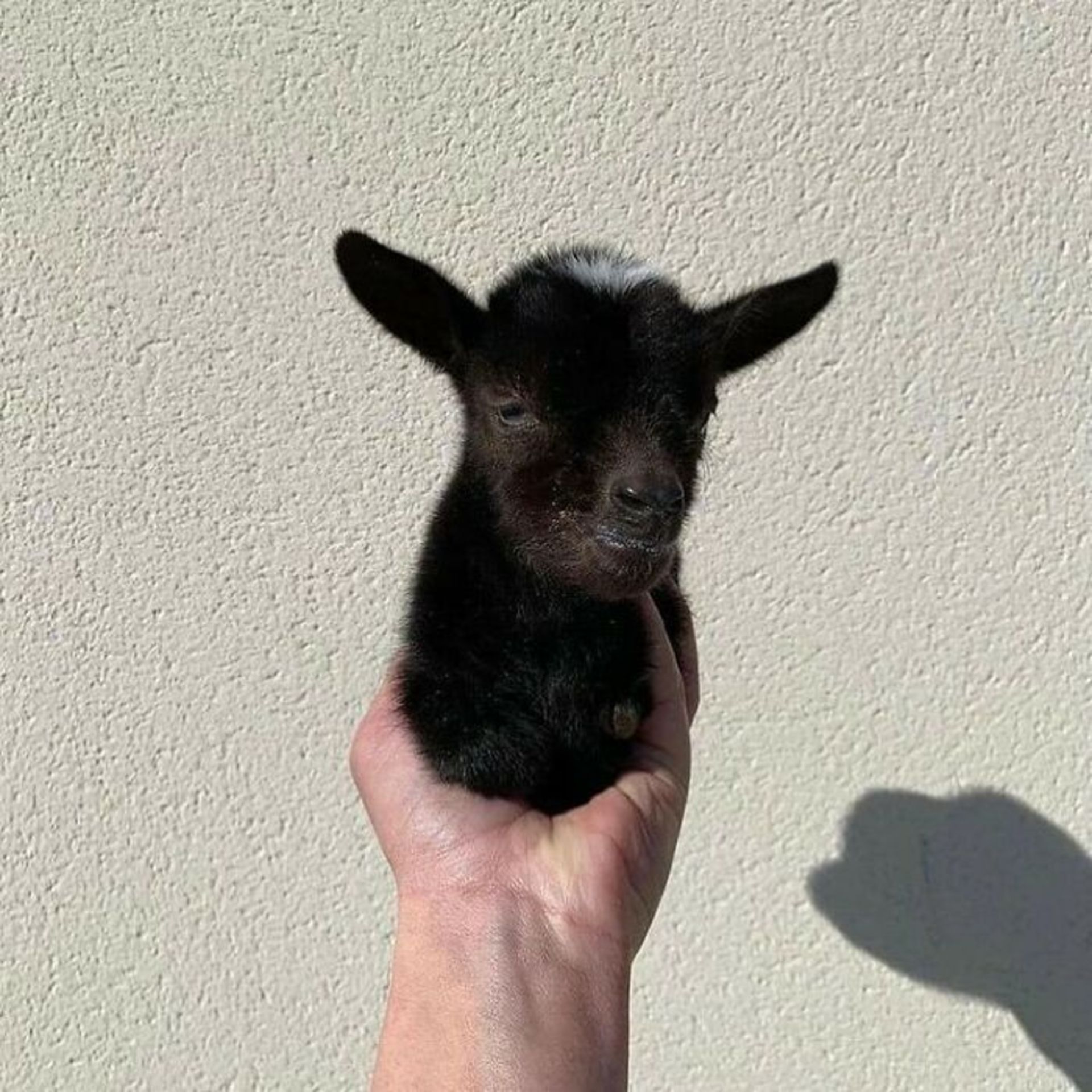 حیوانات بامزه