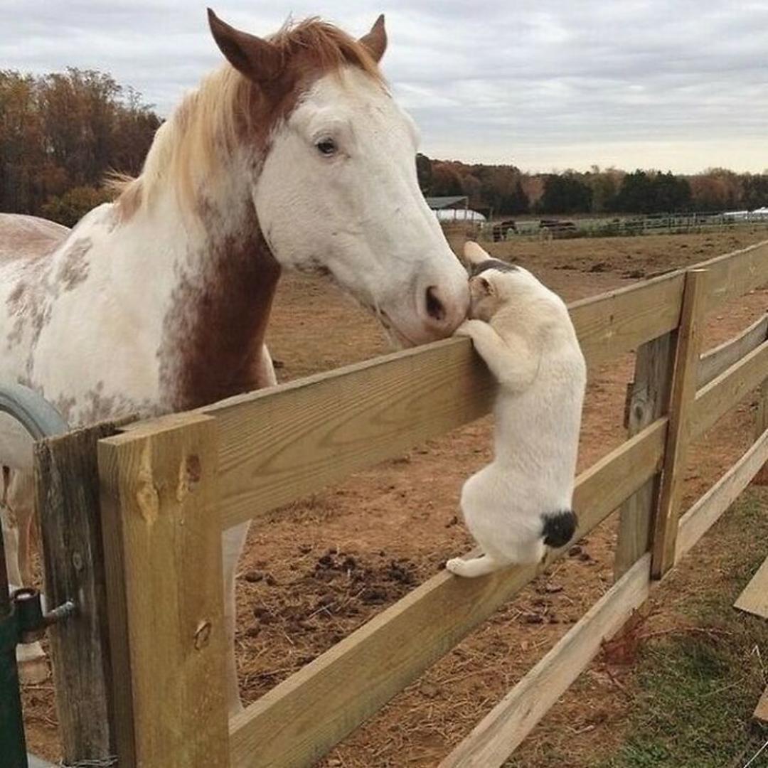 حیوانات بامزه