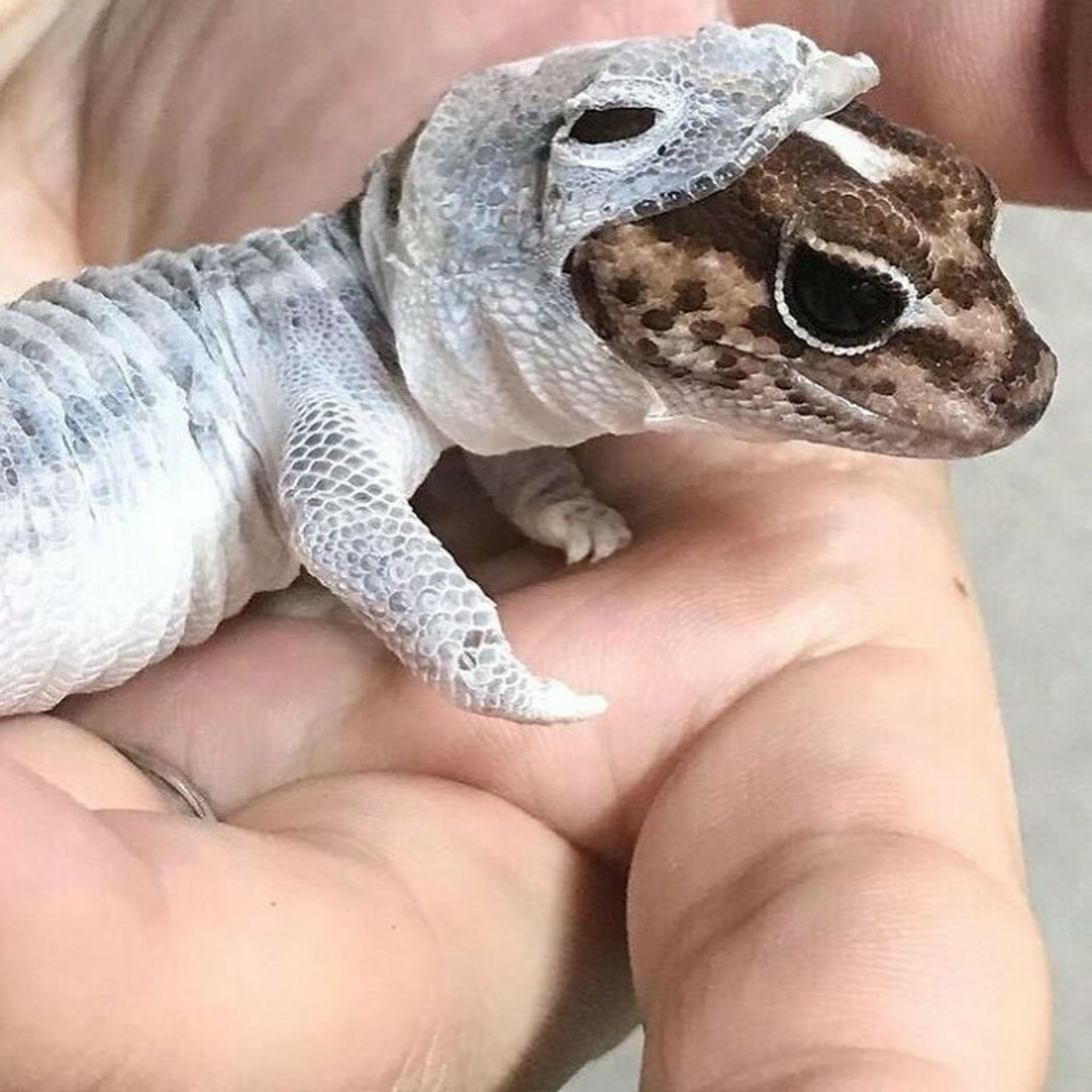 حیوانات بامزه