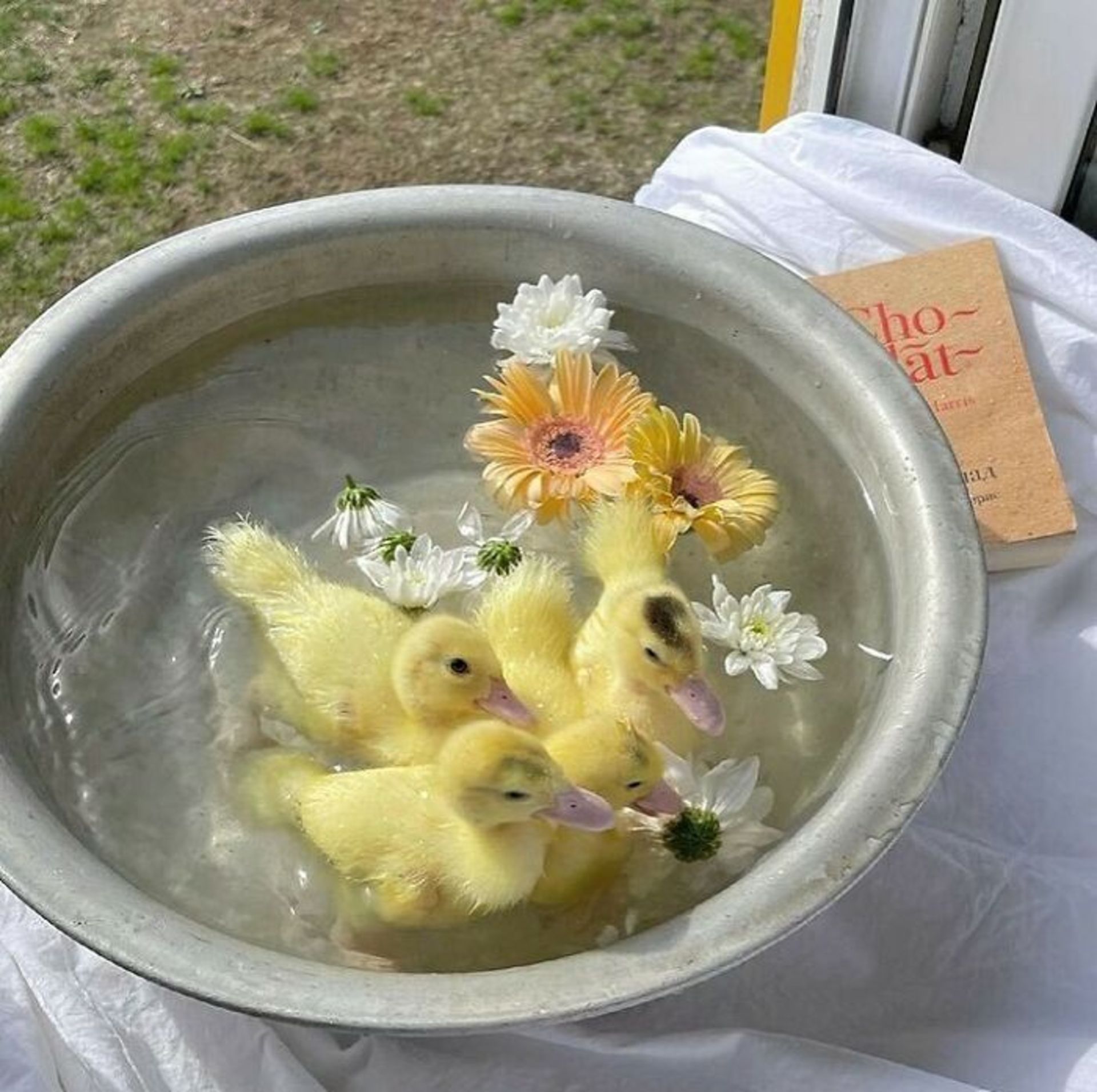 حیوانات بامزه