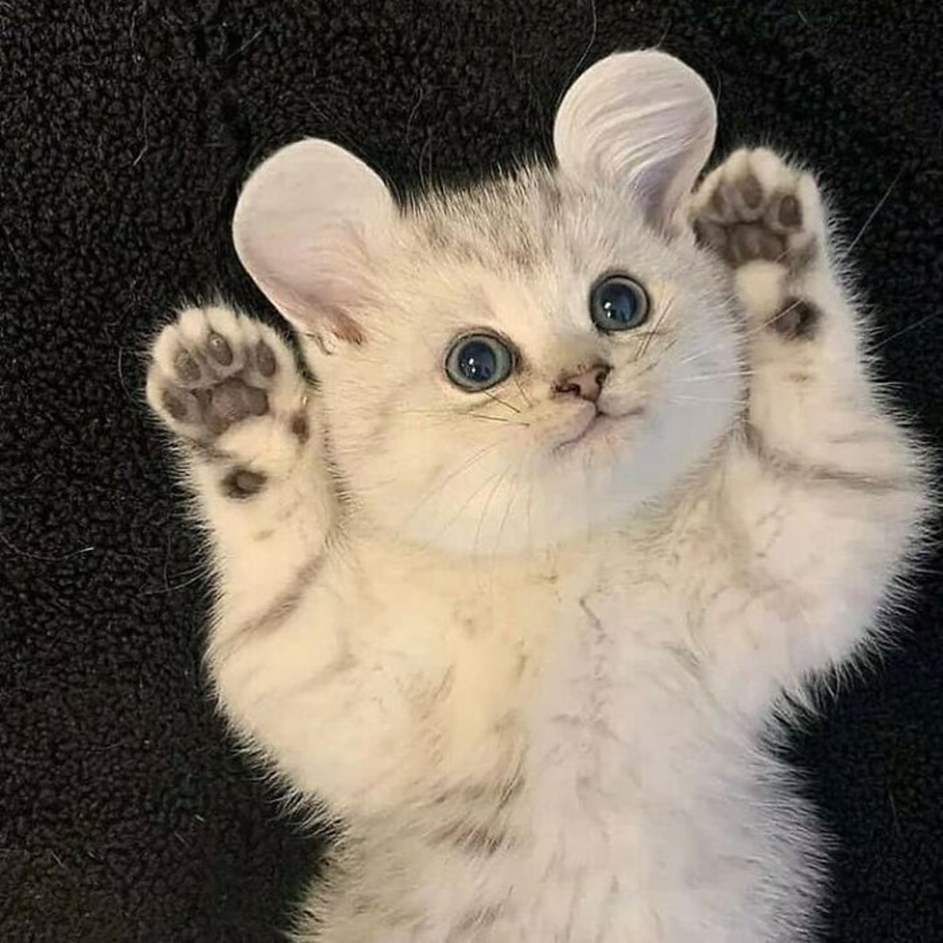 حیوانات بامزه