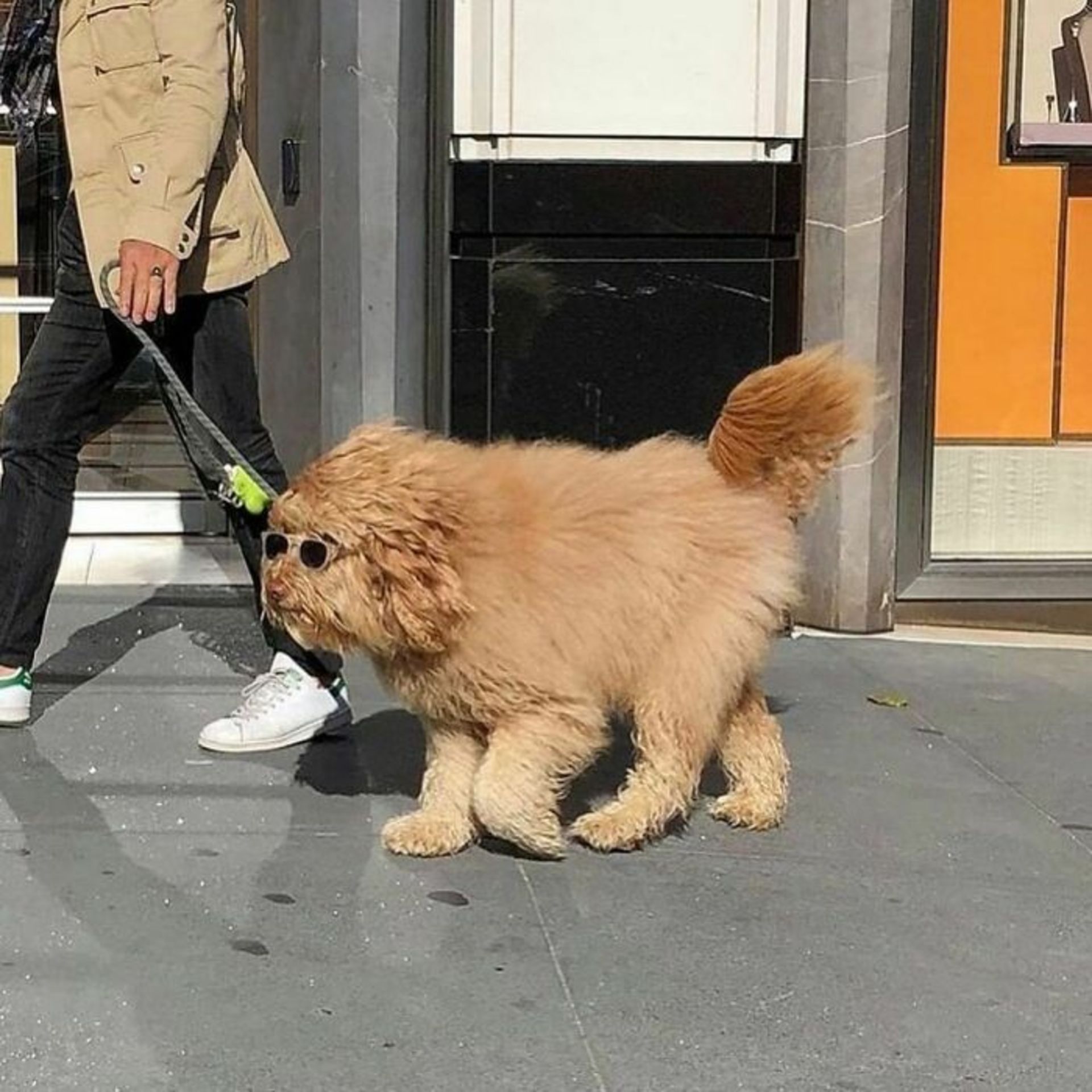 حیوانات بامزه