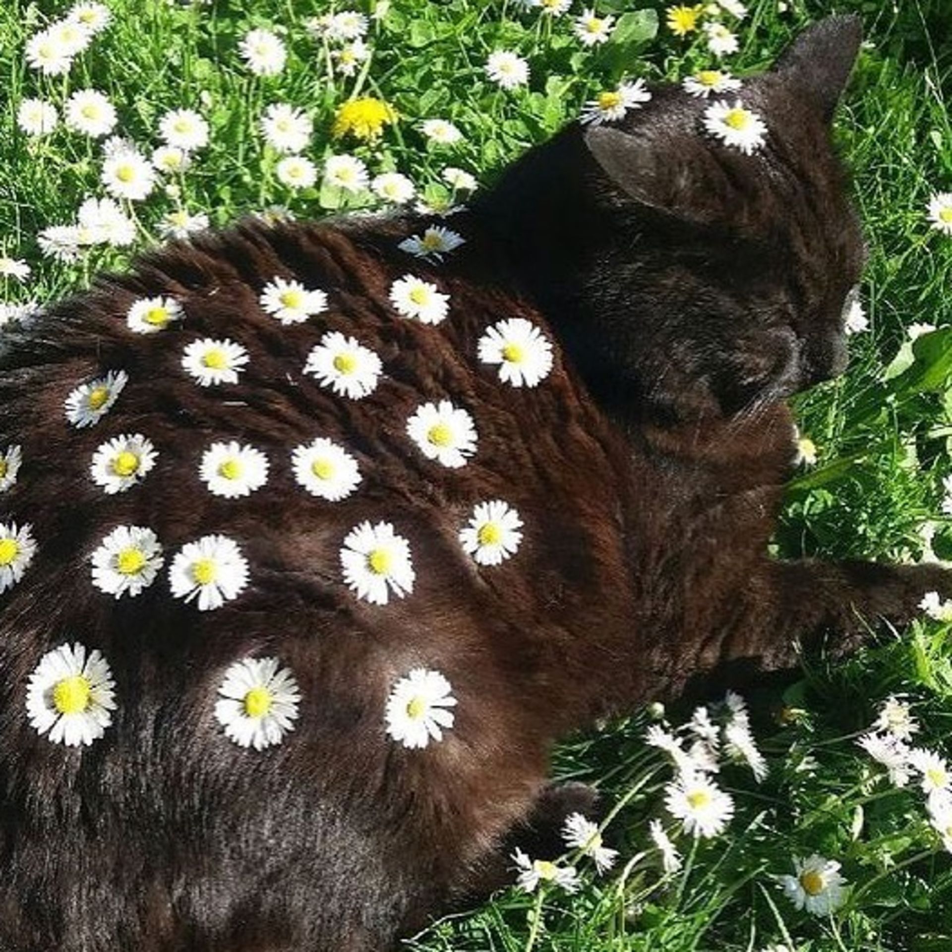 حیوانات بامزه