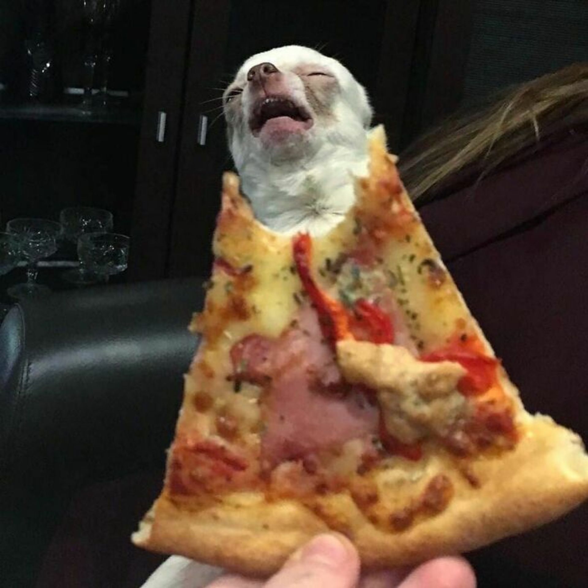 حیوانات بامزه