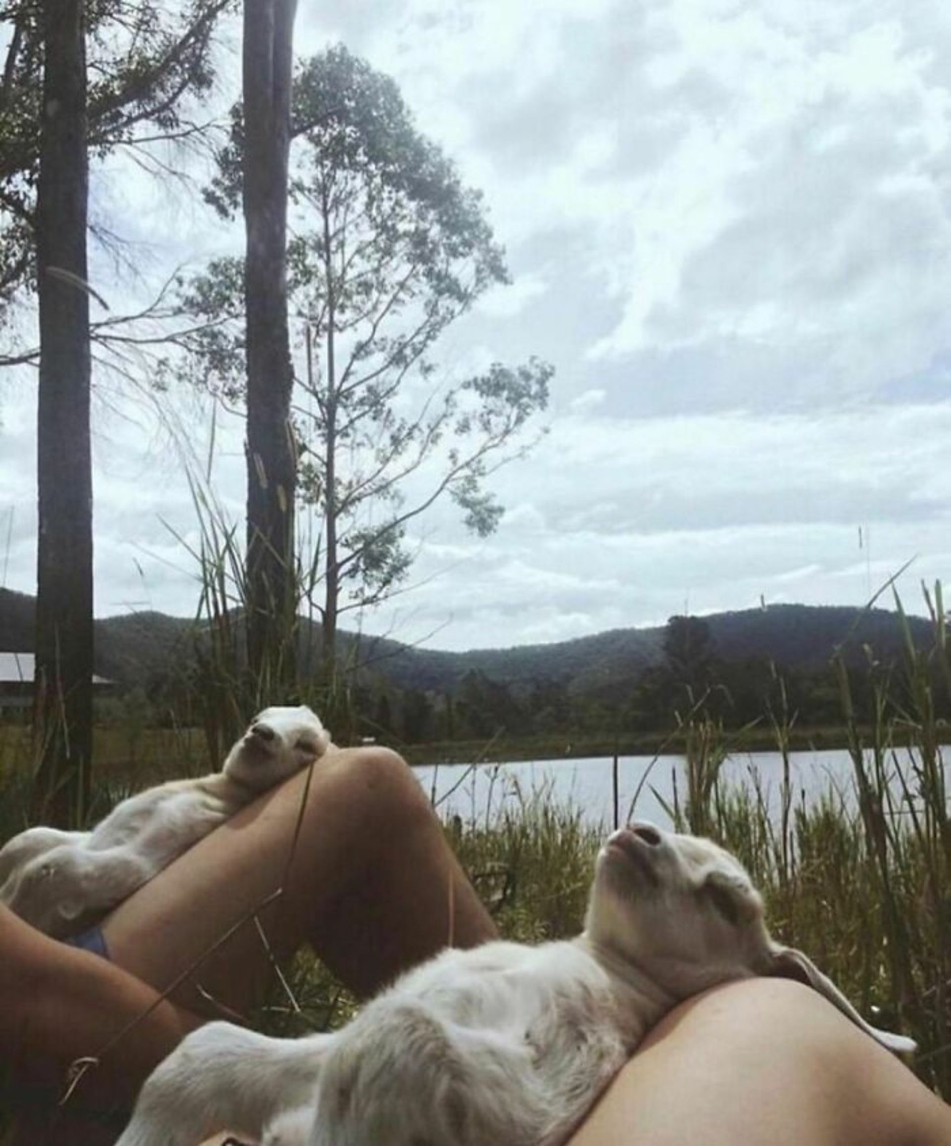 حیوانات بامزه