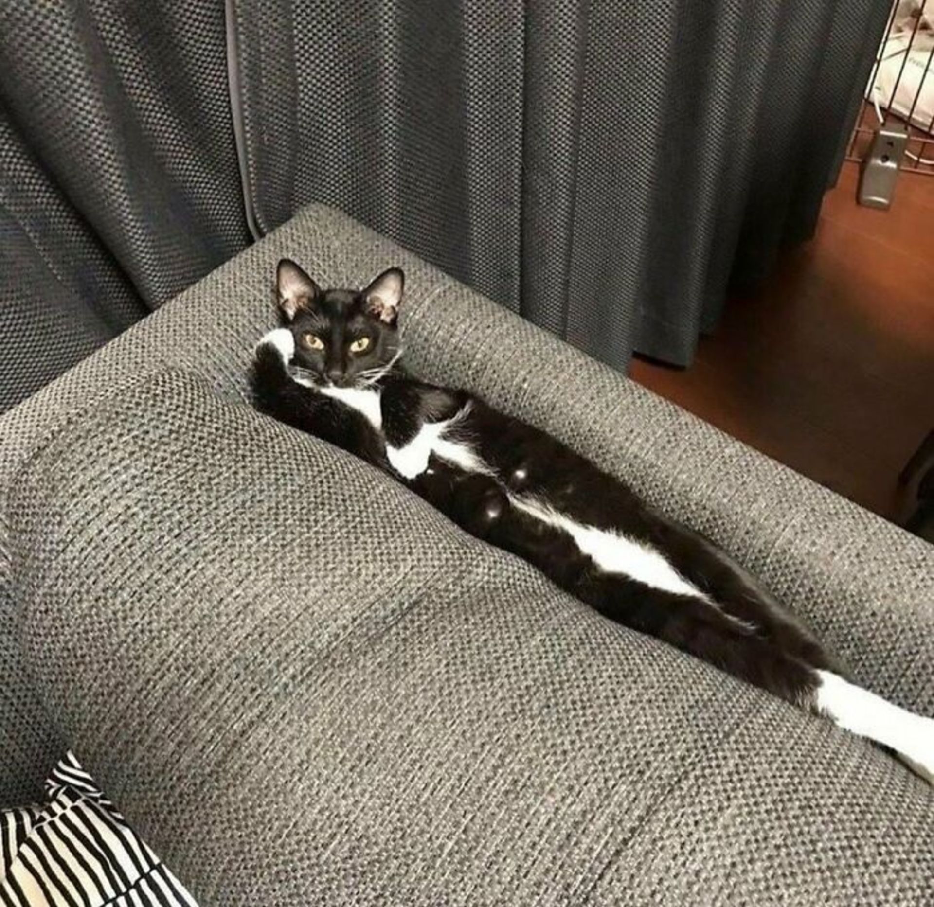 حیوانات بامزه