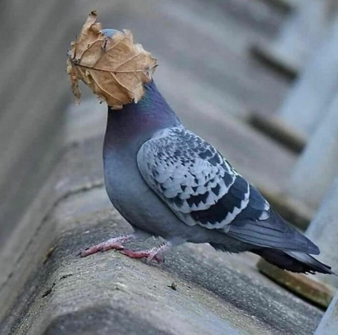 حیوانات بامزه