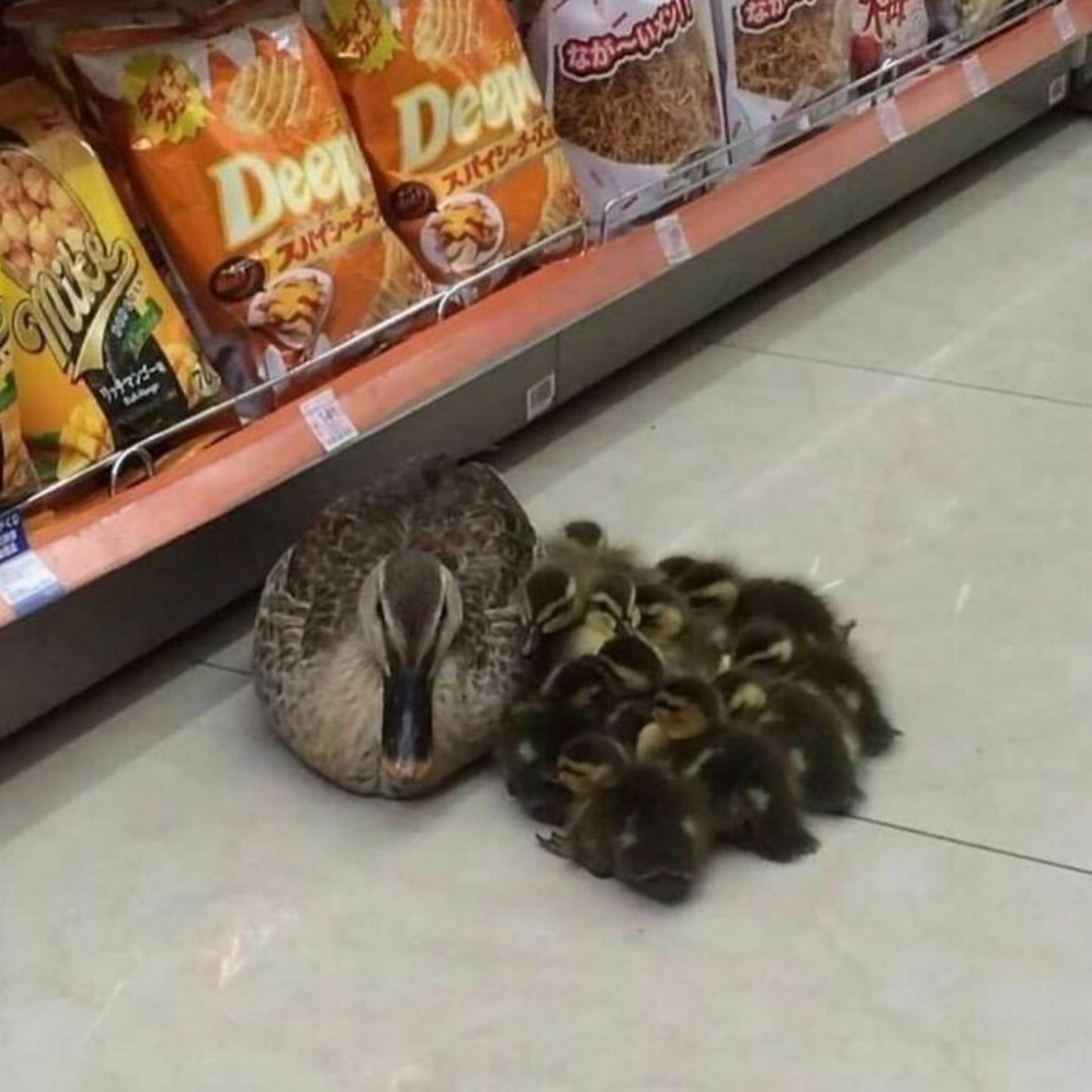 حیوانات بامزه