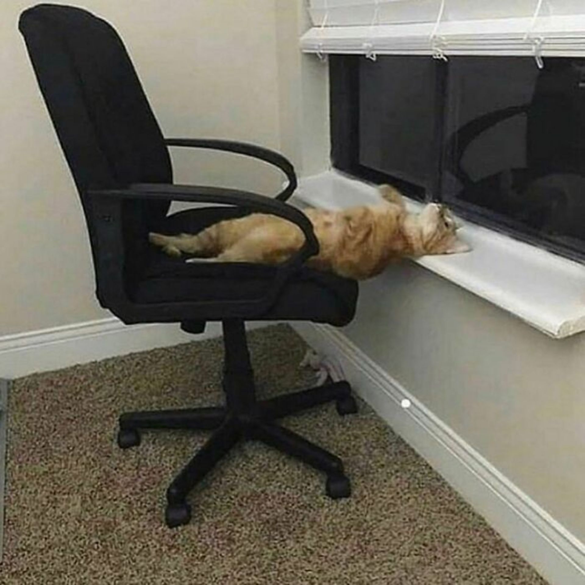 حیوانات بامزه