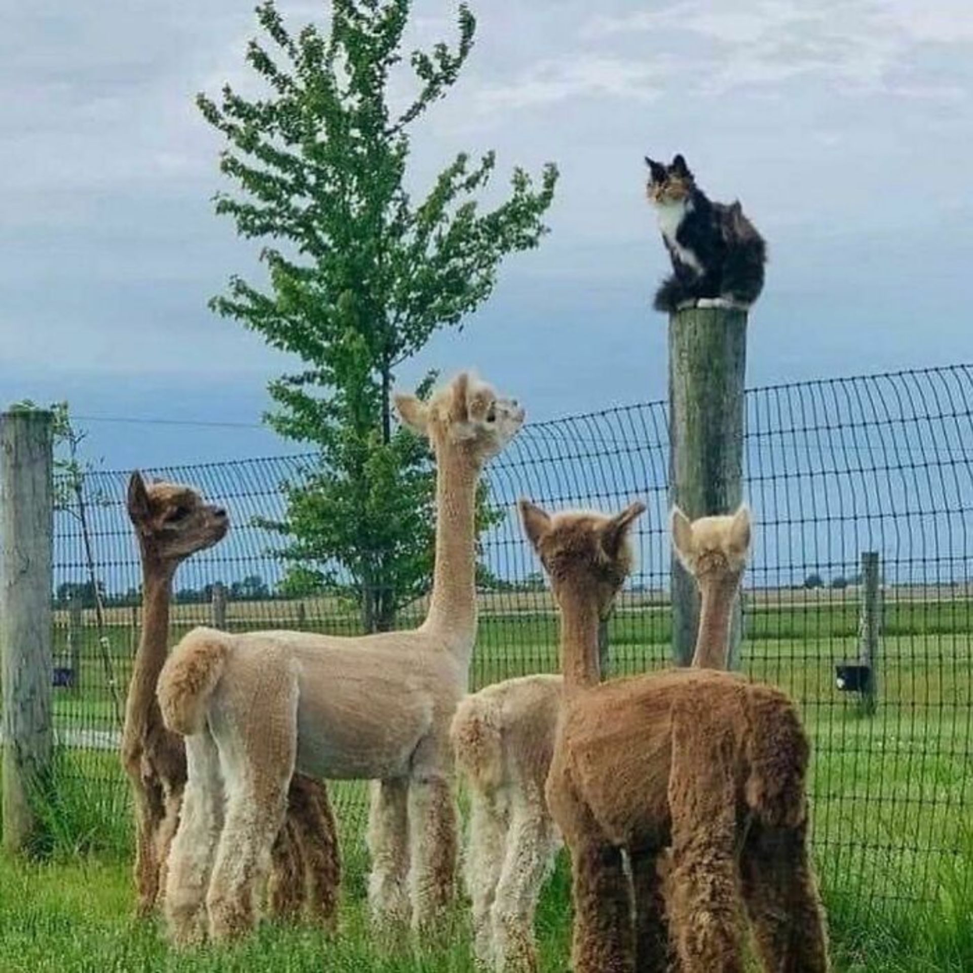 حیوانات بامزه