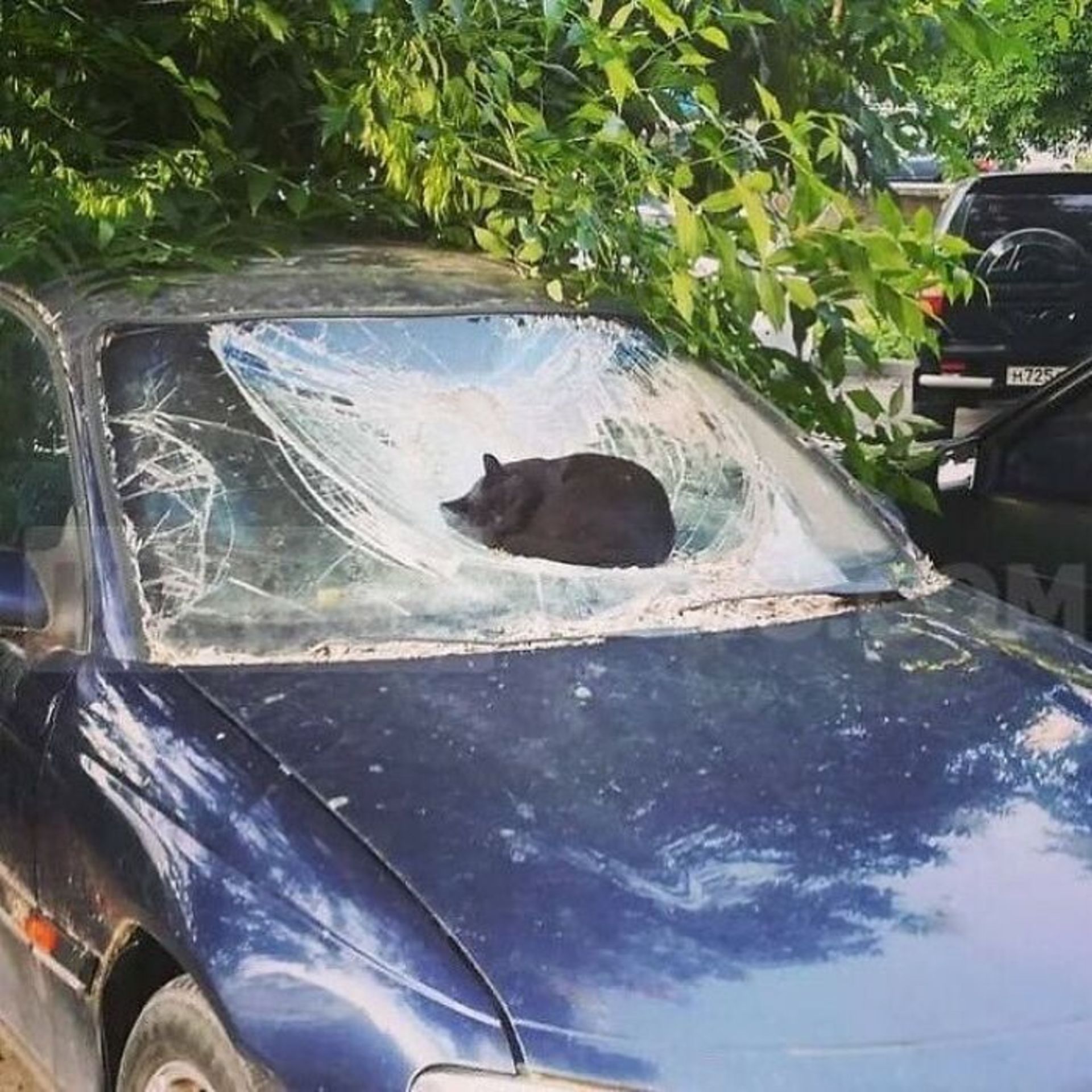 حیوانات بامزه