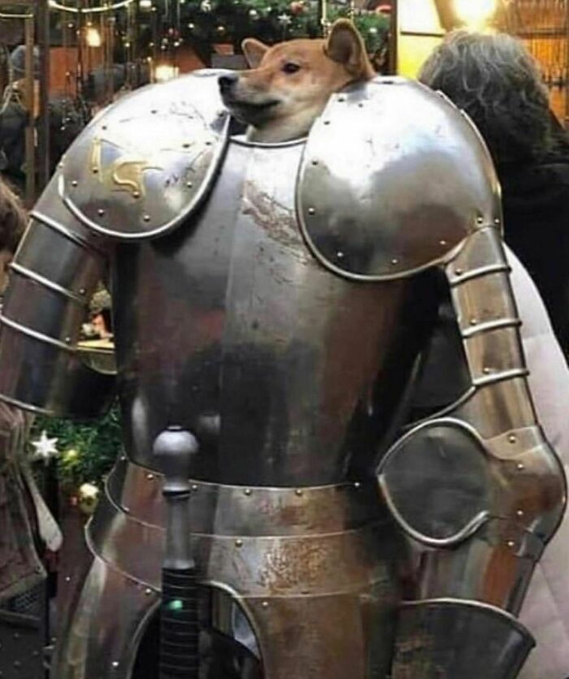 حیوانات بامزه