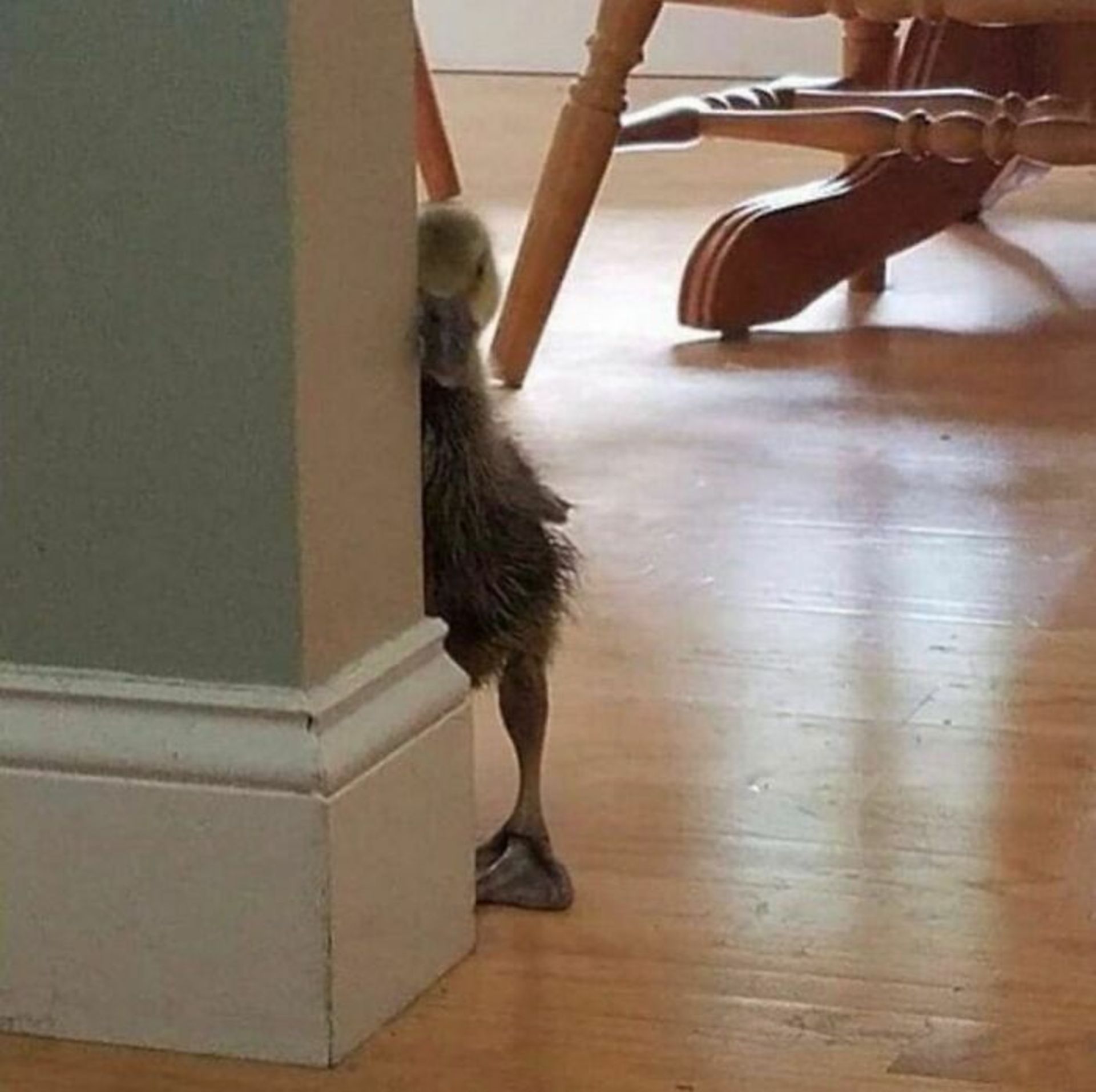 حیوانات بامزه